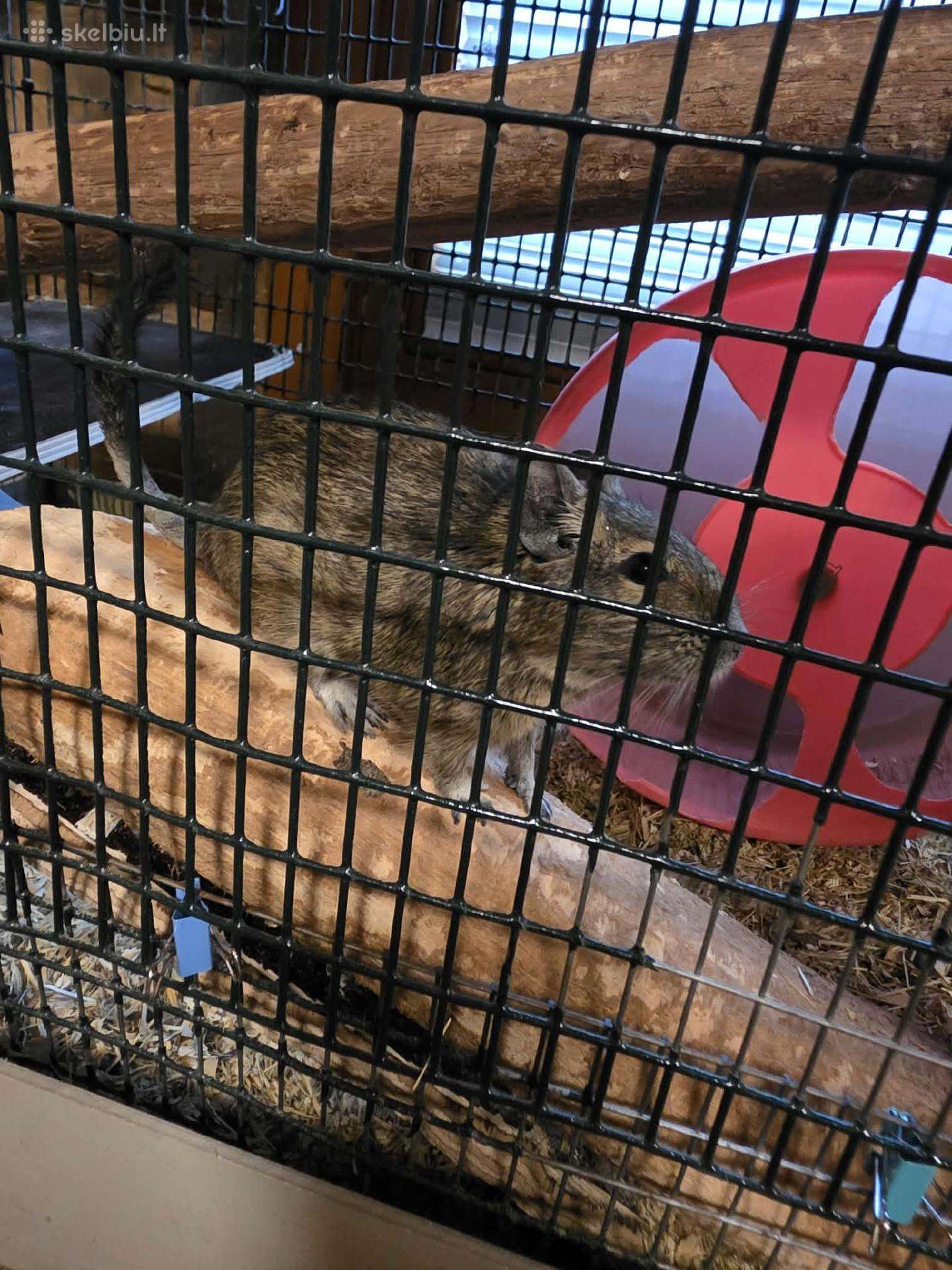 Dovanojama degu