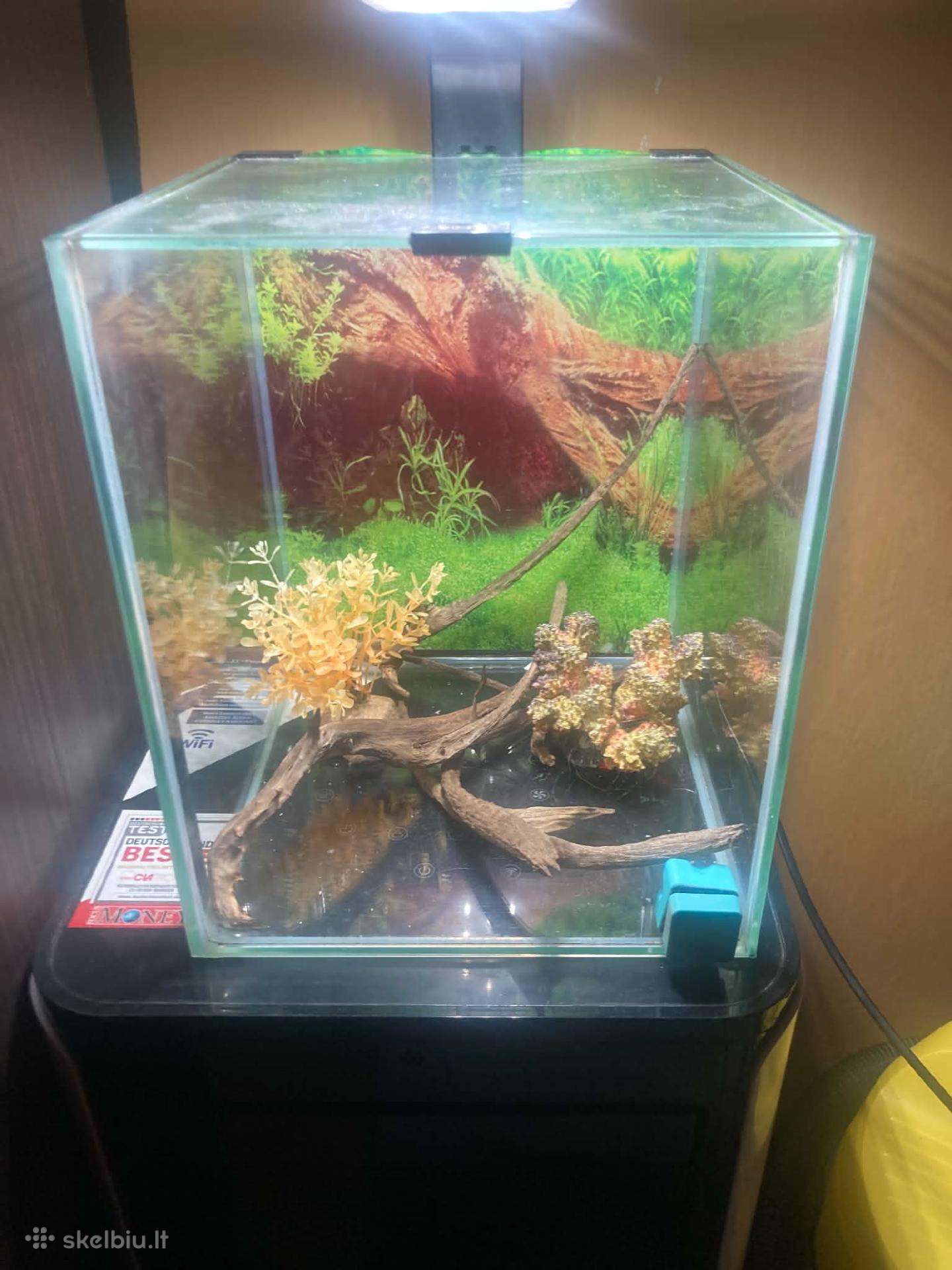 19l kubas