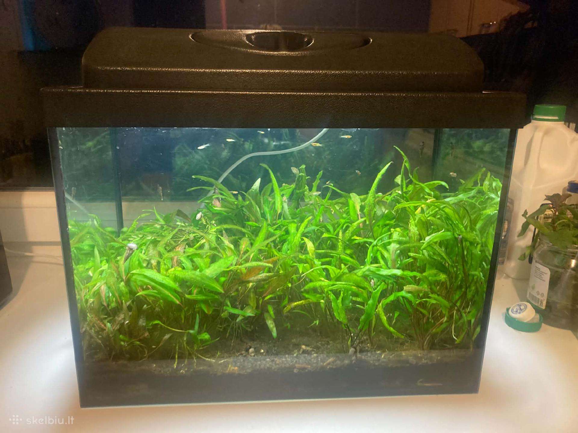30l akvariumas