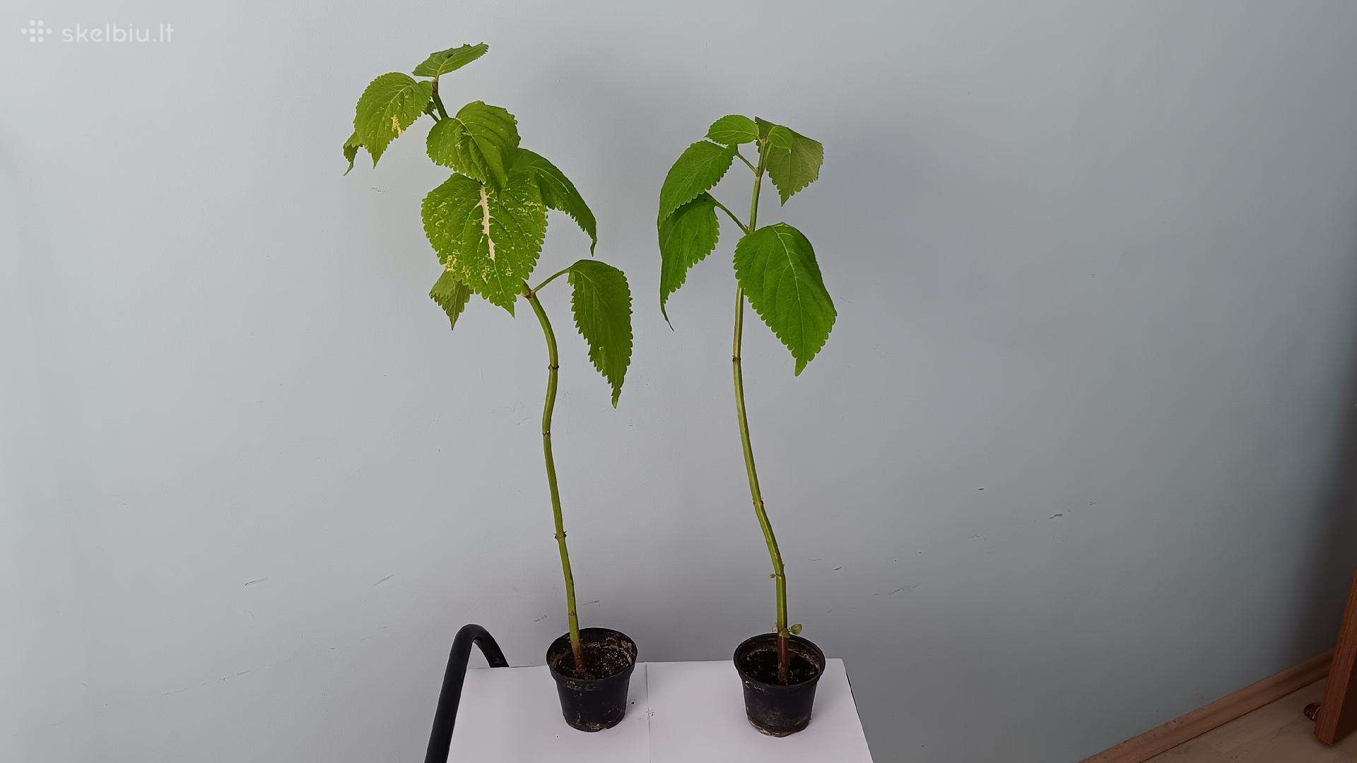 Margenis žalias, 2 vnt., 53-59 cm