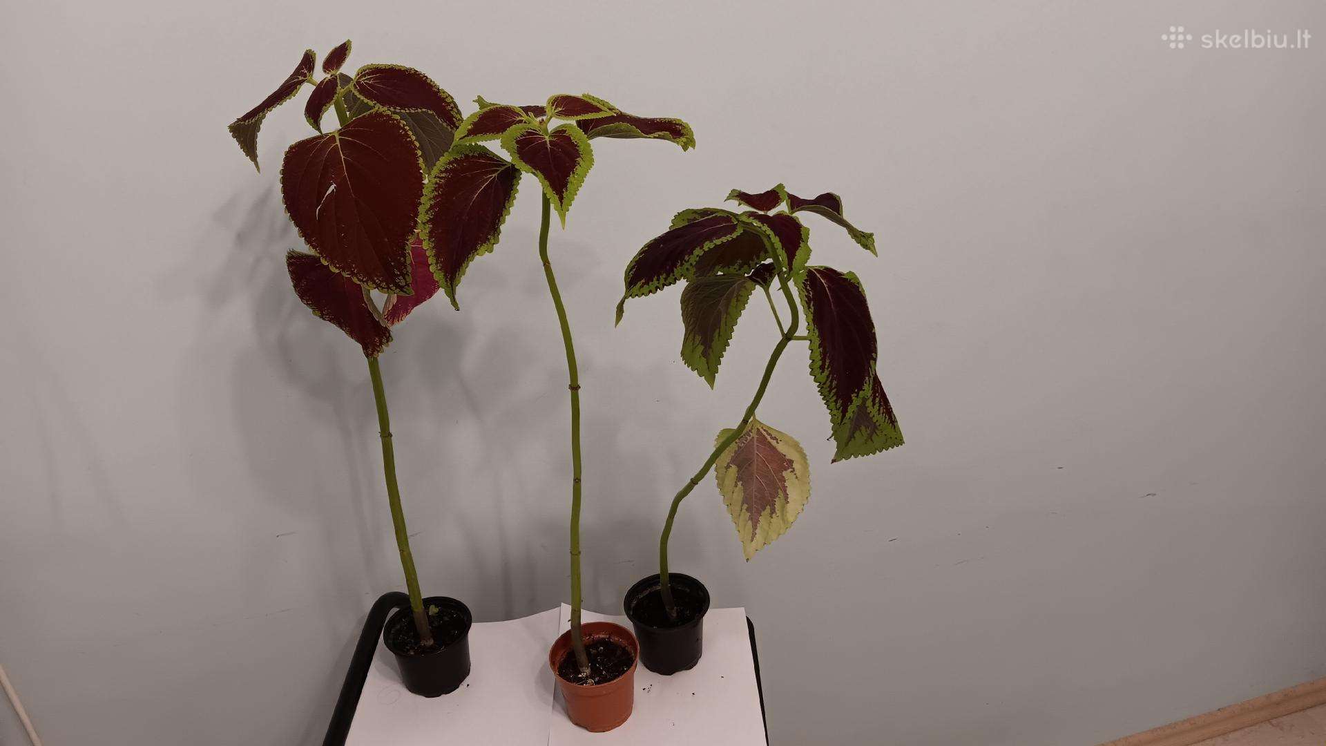 Margenis raudonas/tamsios bordo, 3 vnt., 53-60 cm