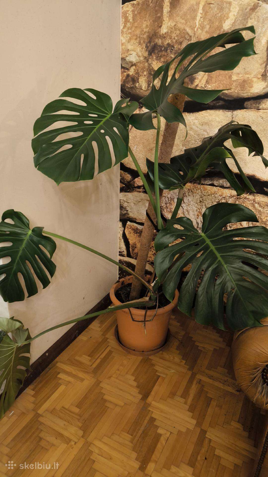 Monstera deliciosa