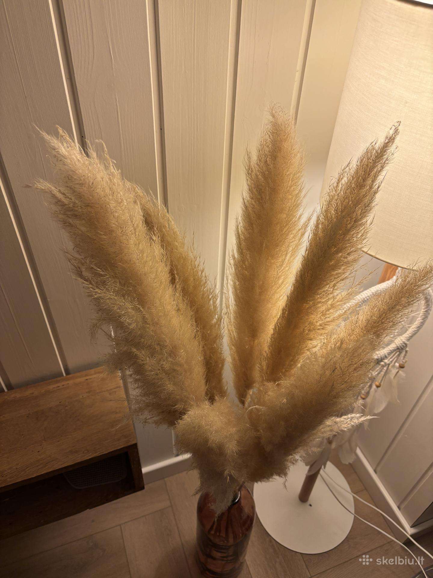 Pampas grass smilgos namu dekoracijai