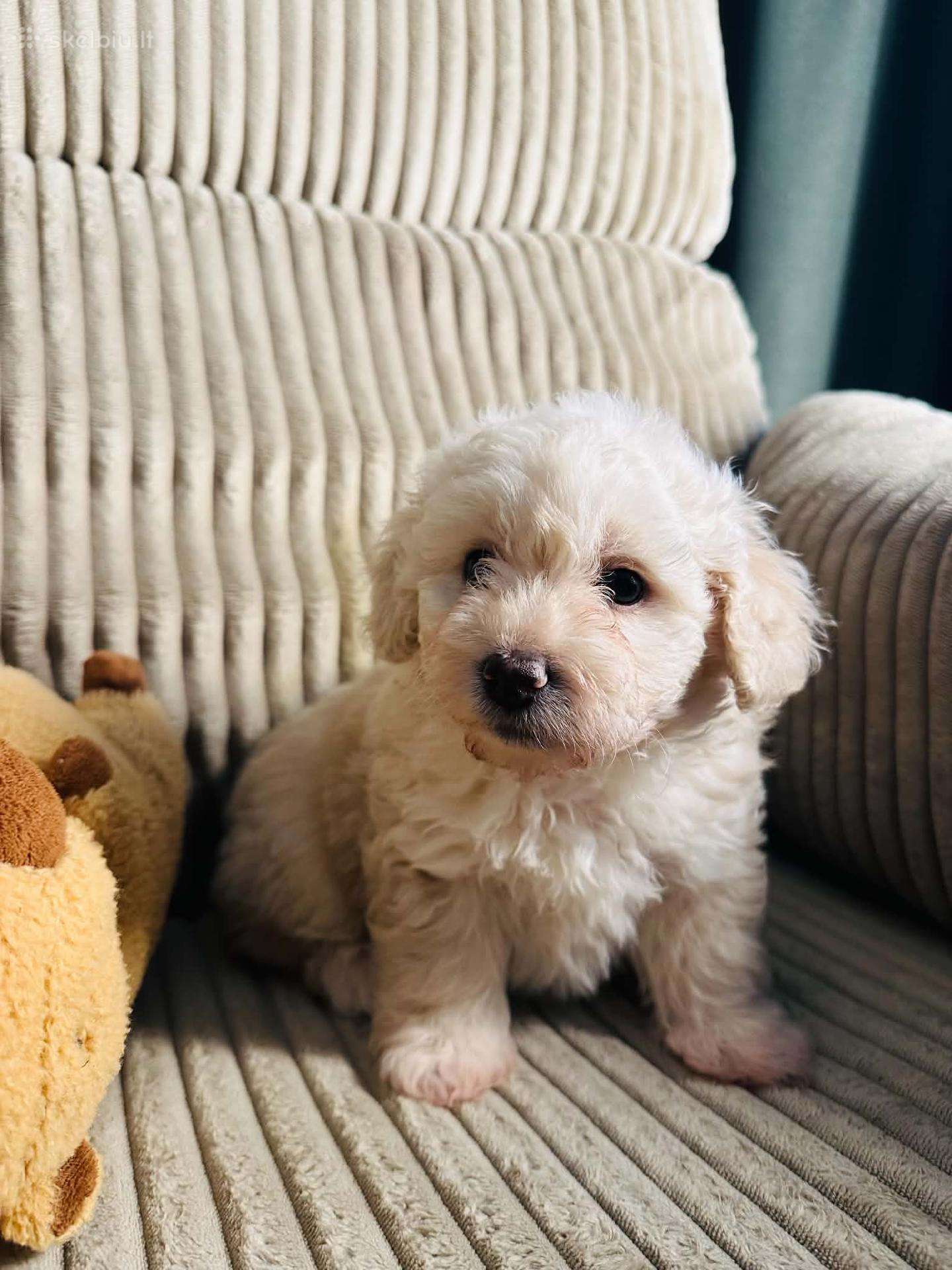 Maltipoo šuniukas
