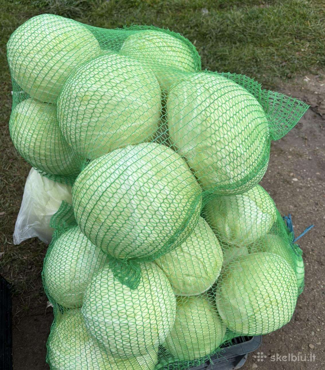 Kopūstai