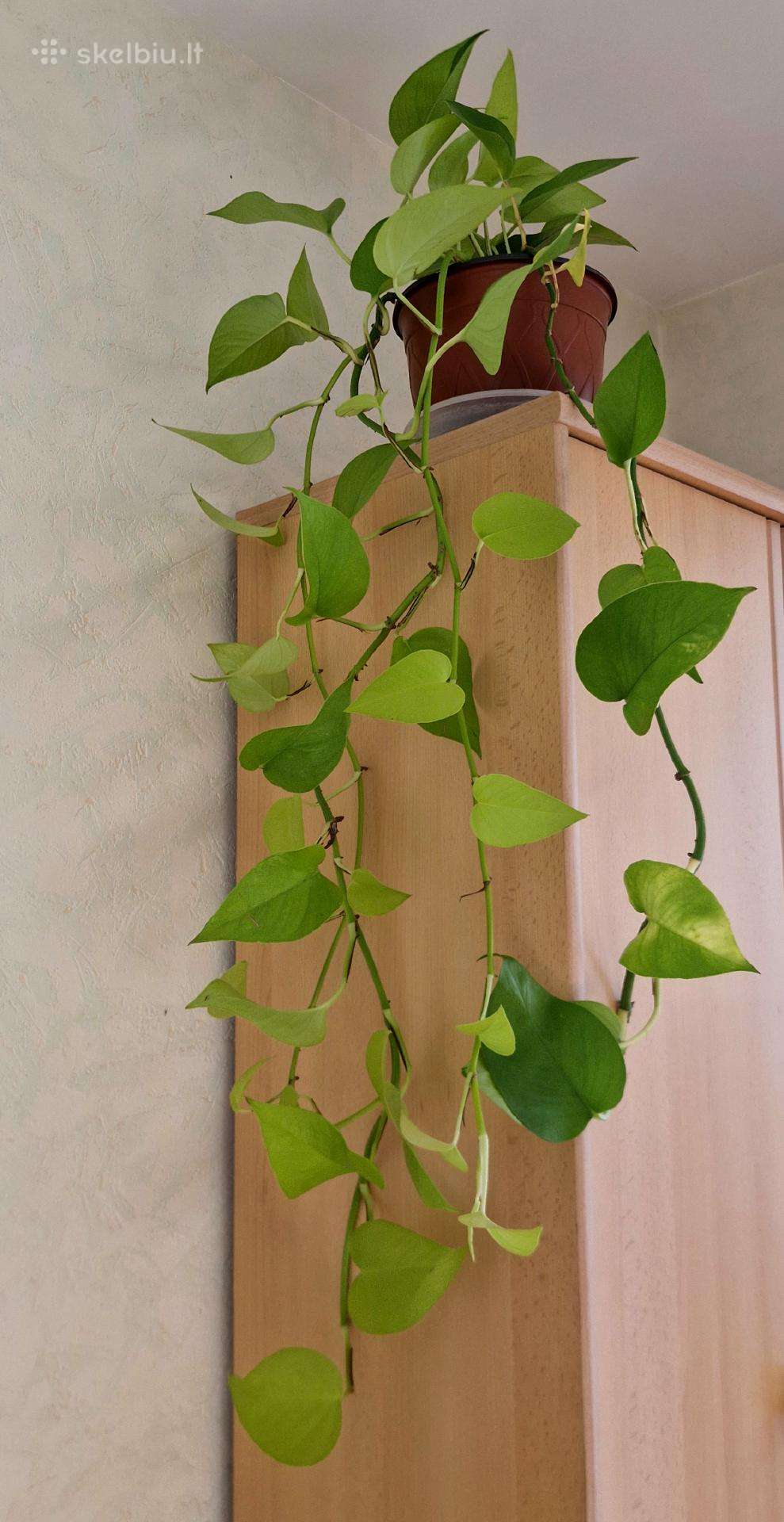 Vijoklinis skindapas