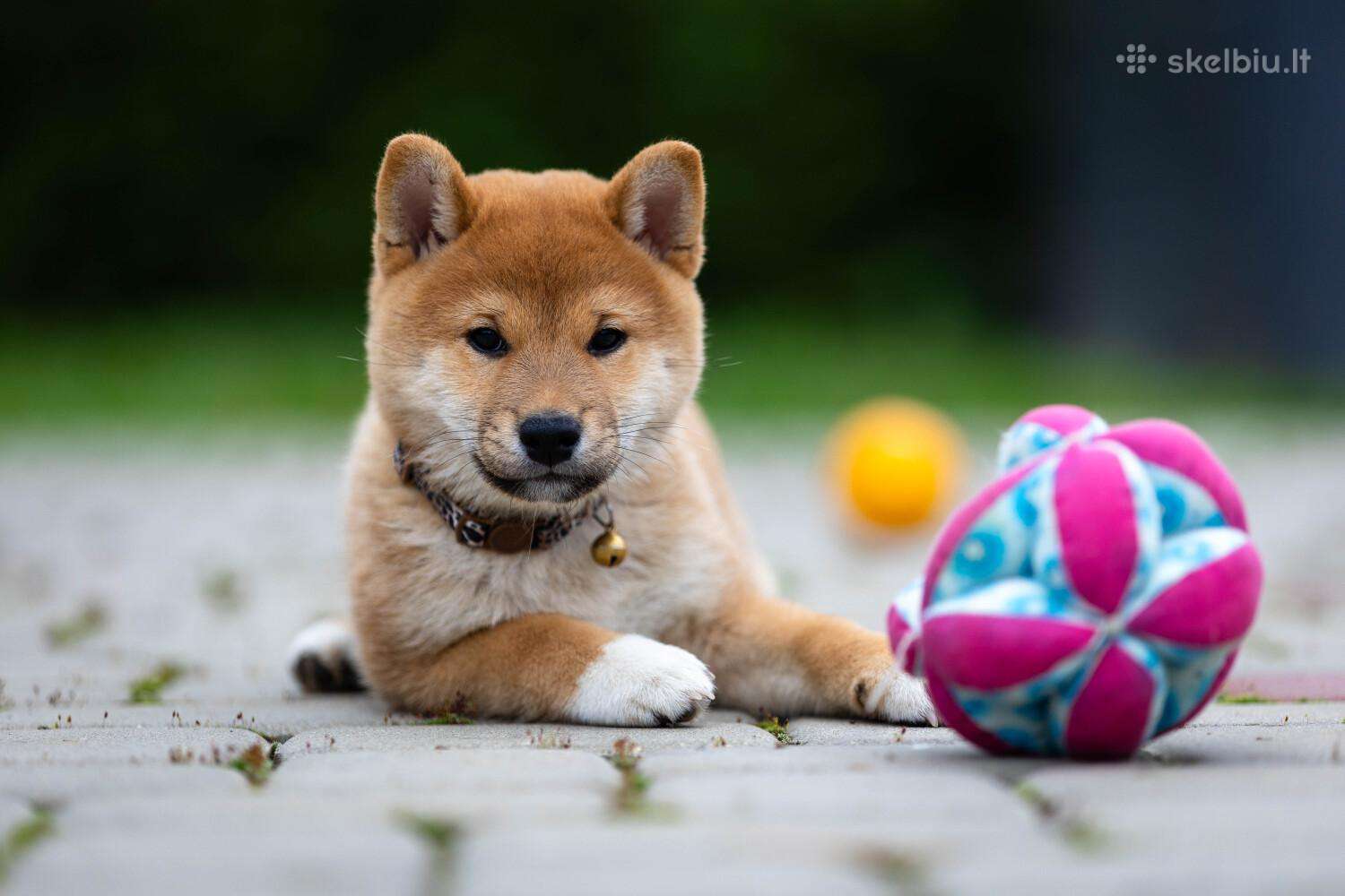 Shiba iny boy Fci