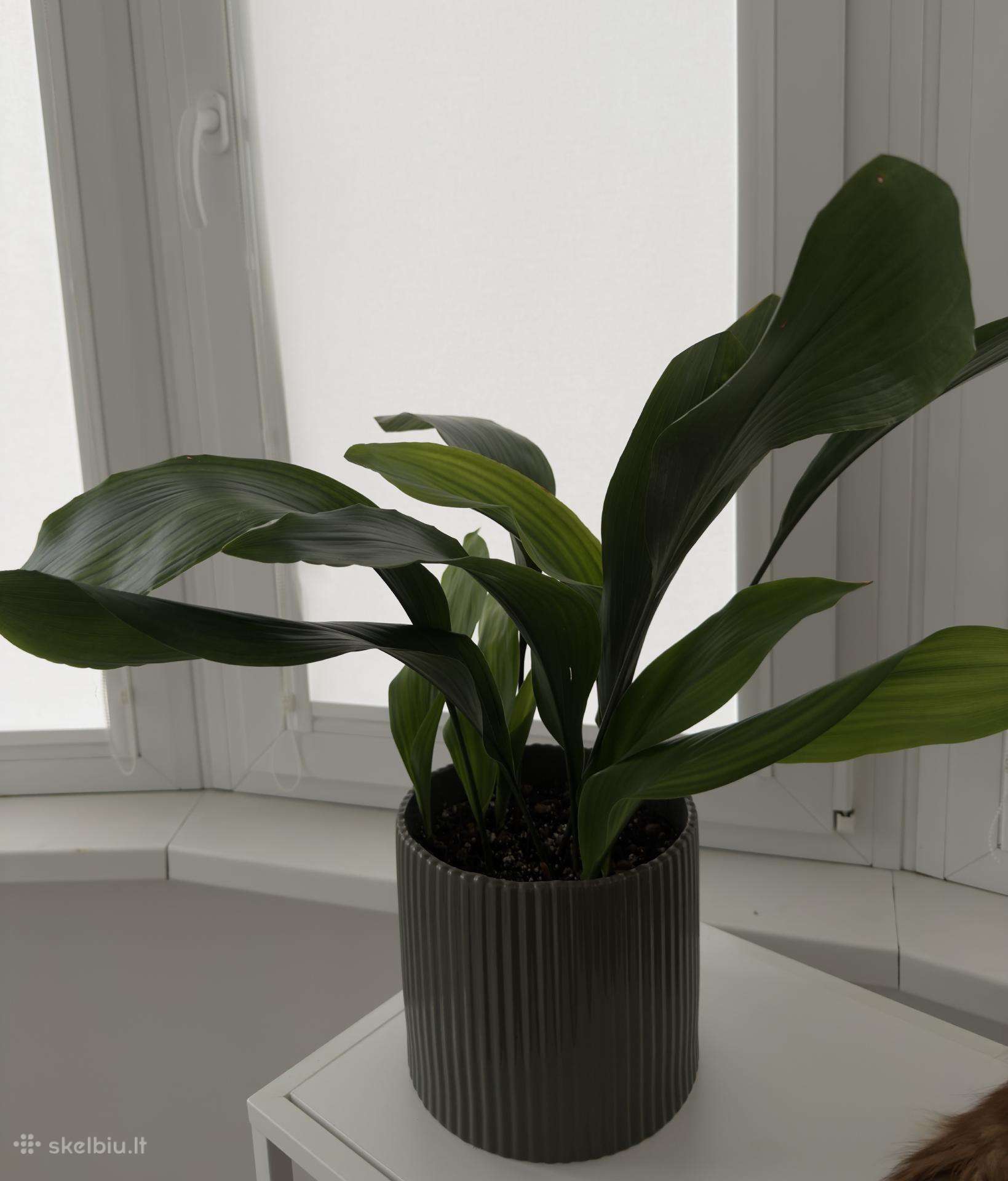 Aspidistra elatior