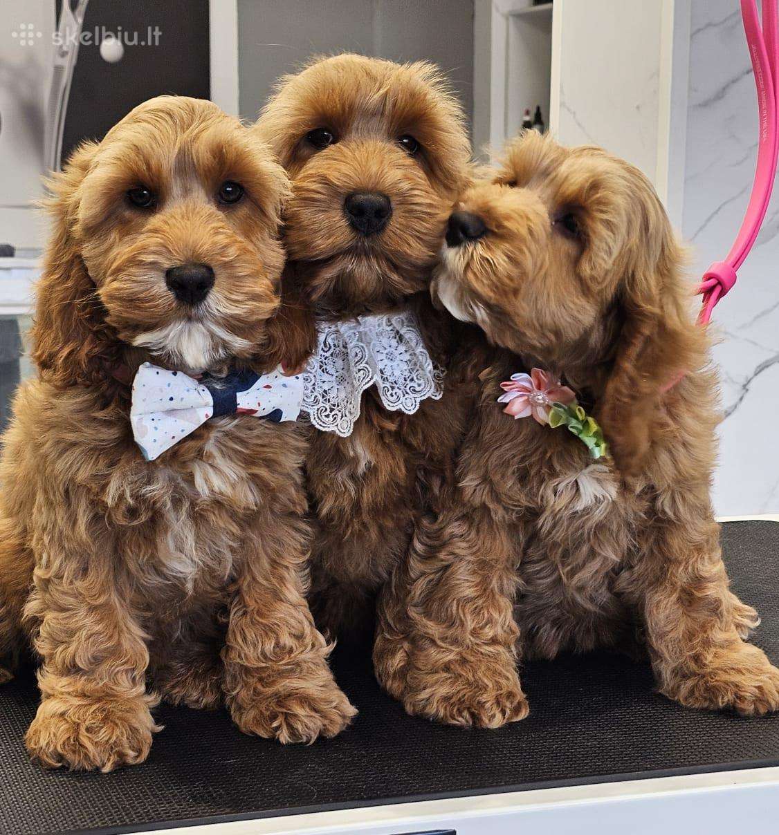 F1 Cockapoo šuniukai