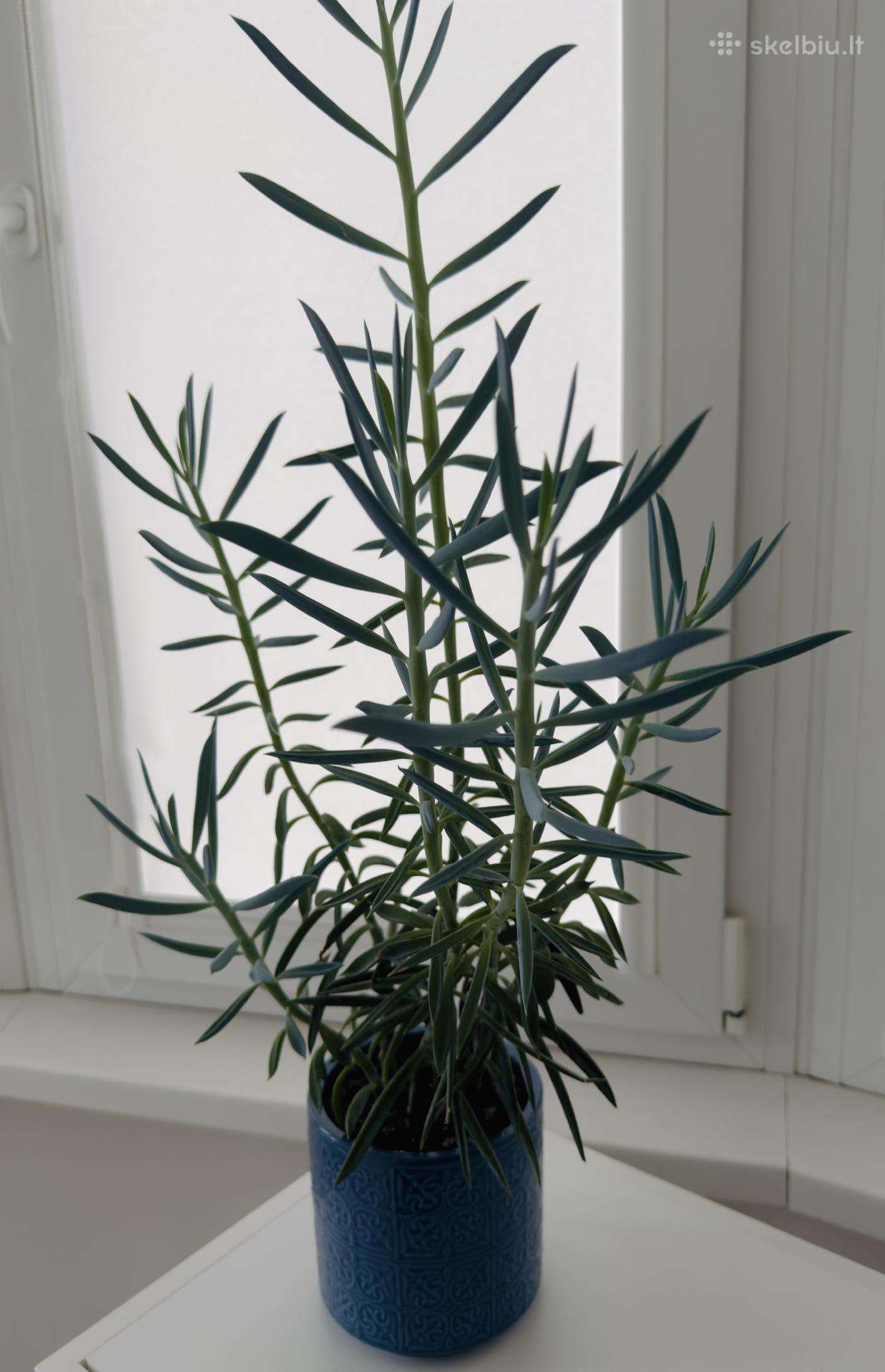 Senecio cylindricus