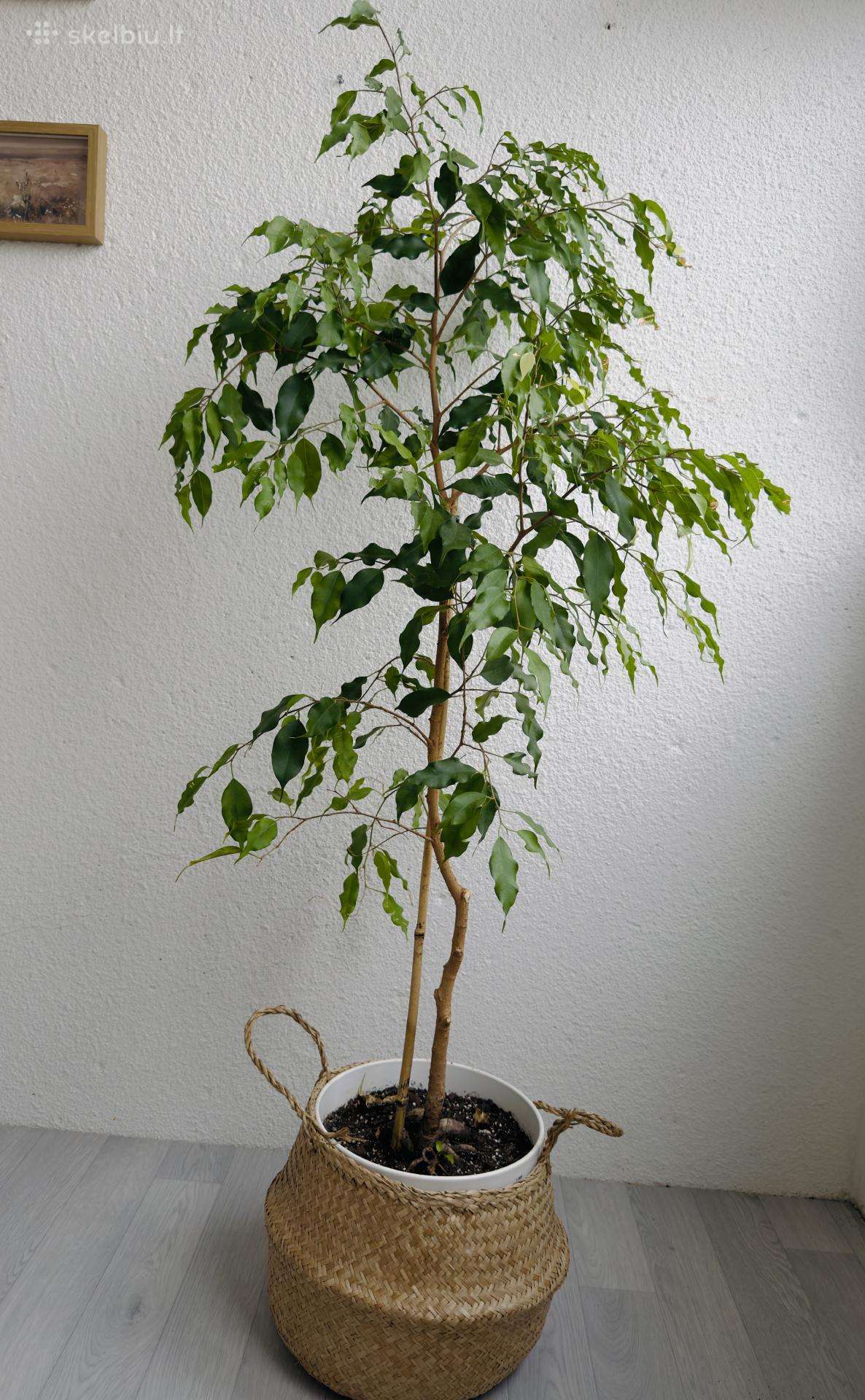 Fikusas Benjaminas