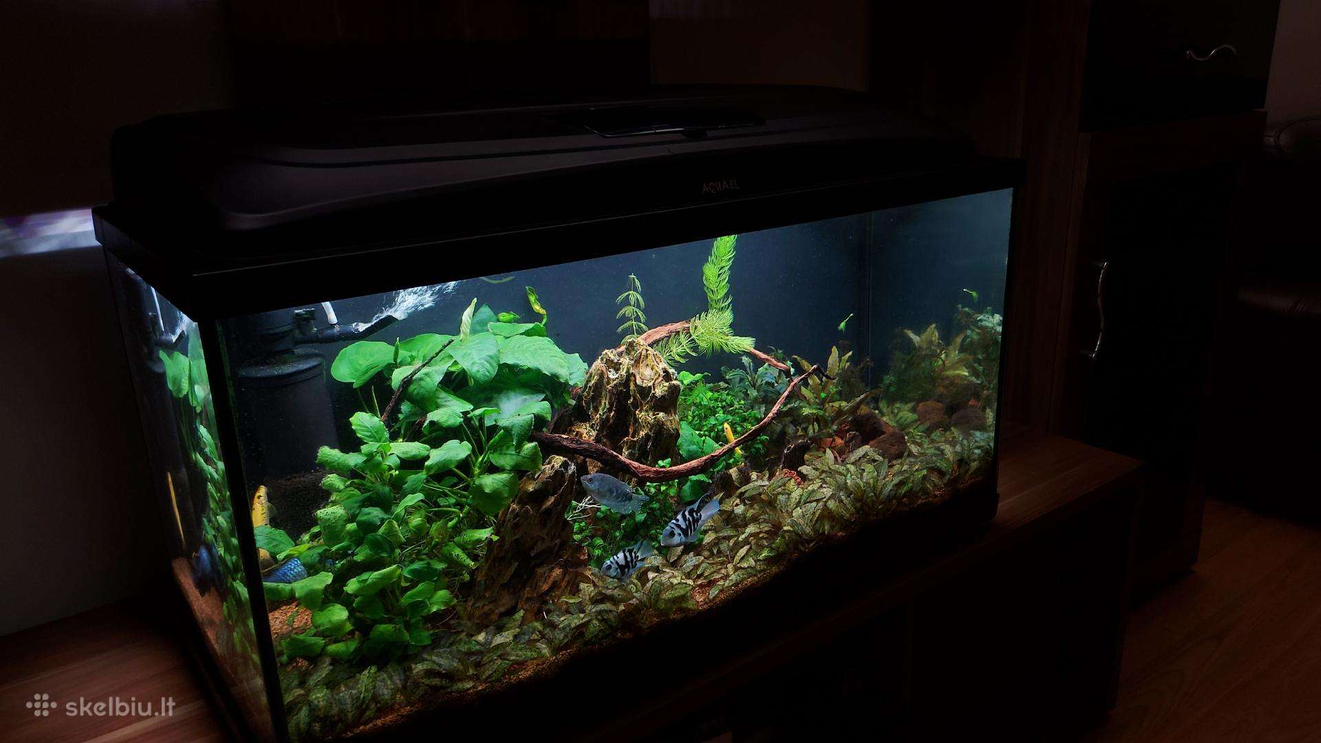 Akvariumas