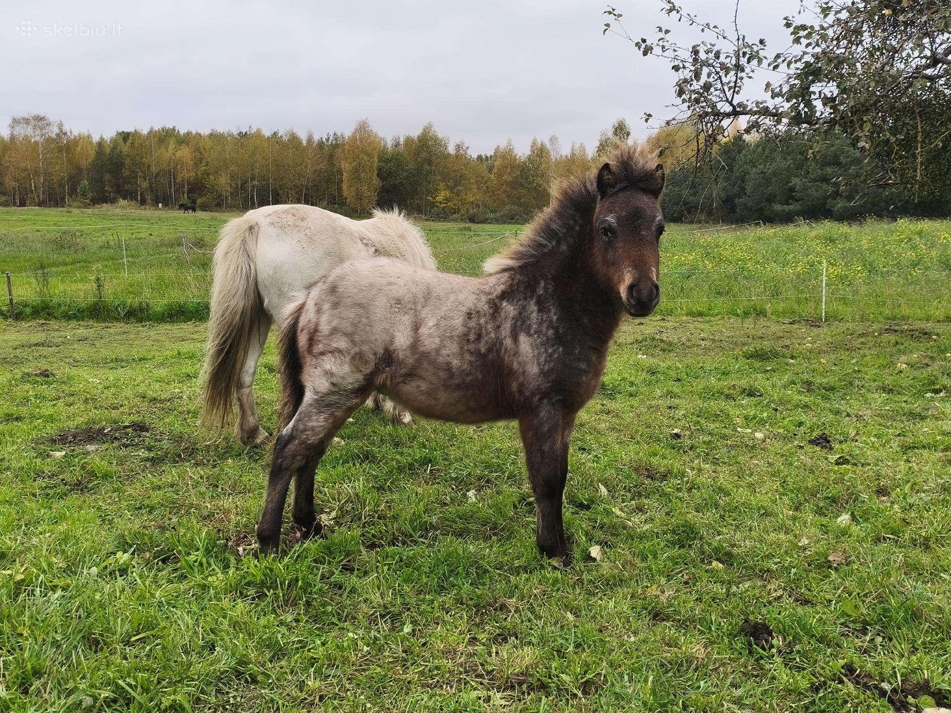 Parduodu poni Eržiliuka