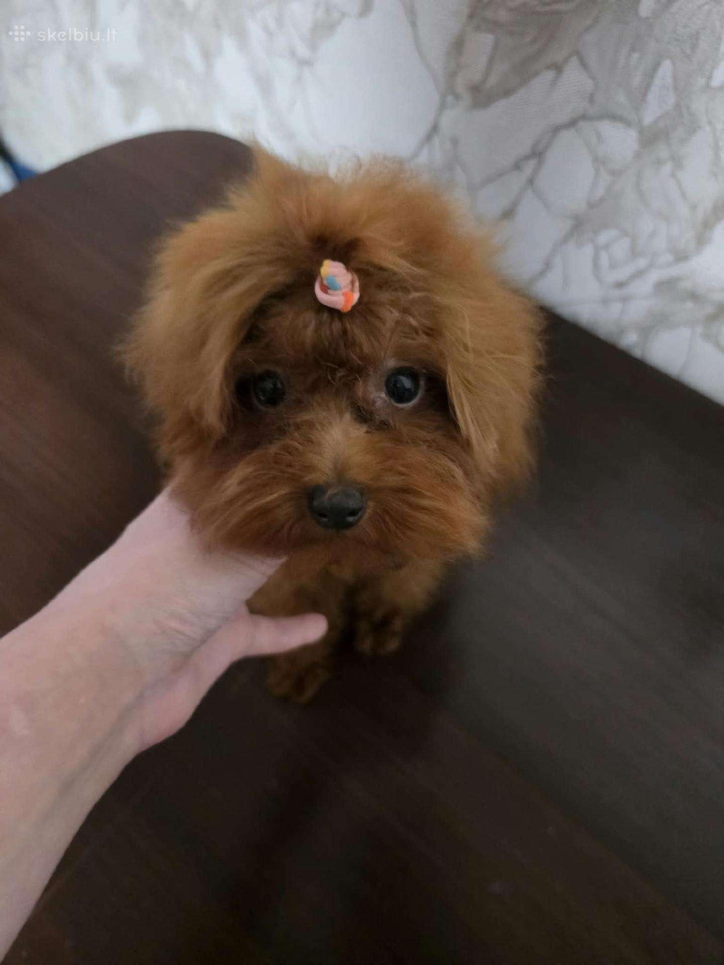 Teacup mergyte