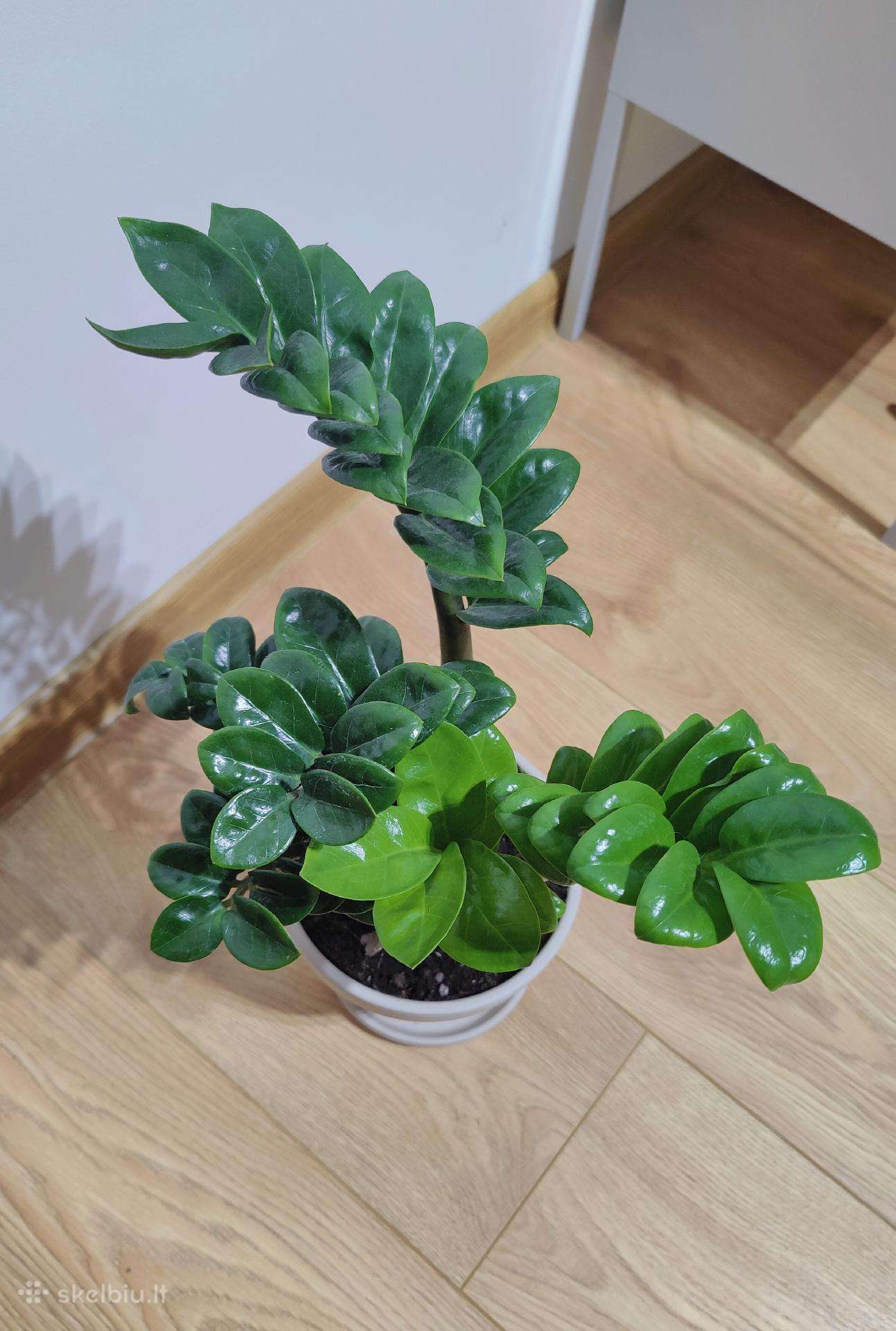 Zamioculcas Zenzi