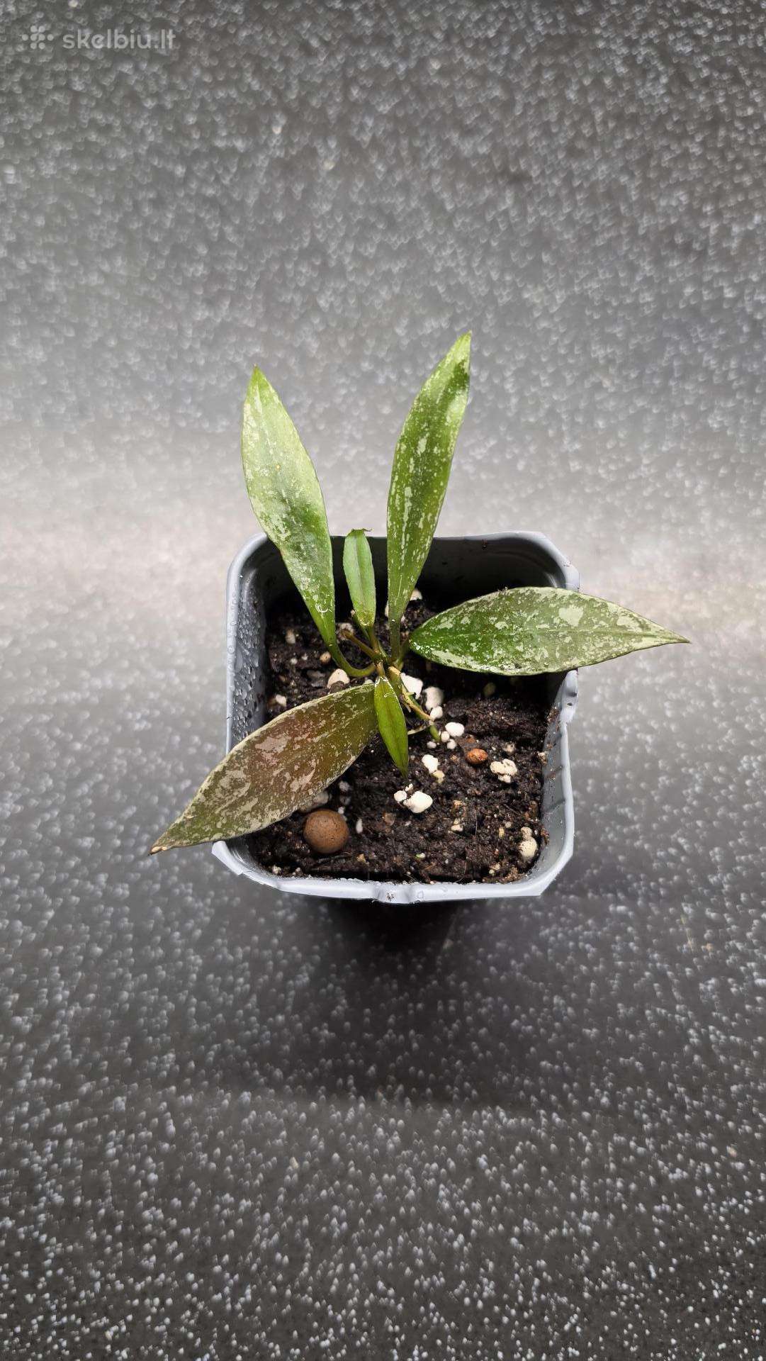 Vaškuolė hoya lacunosa