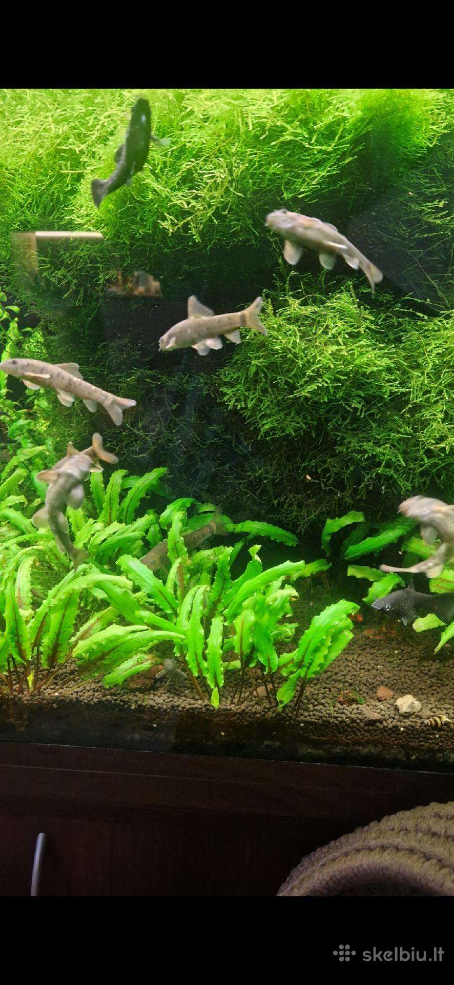 Akvariumo žuvytės Garra Rufa
