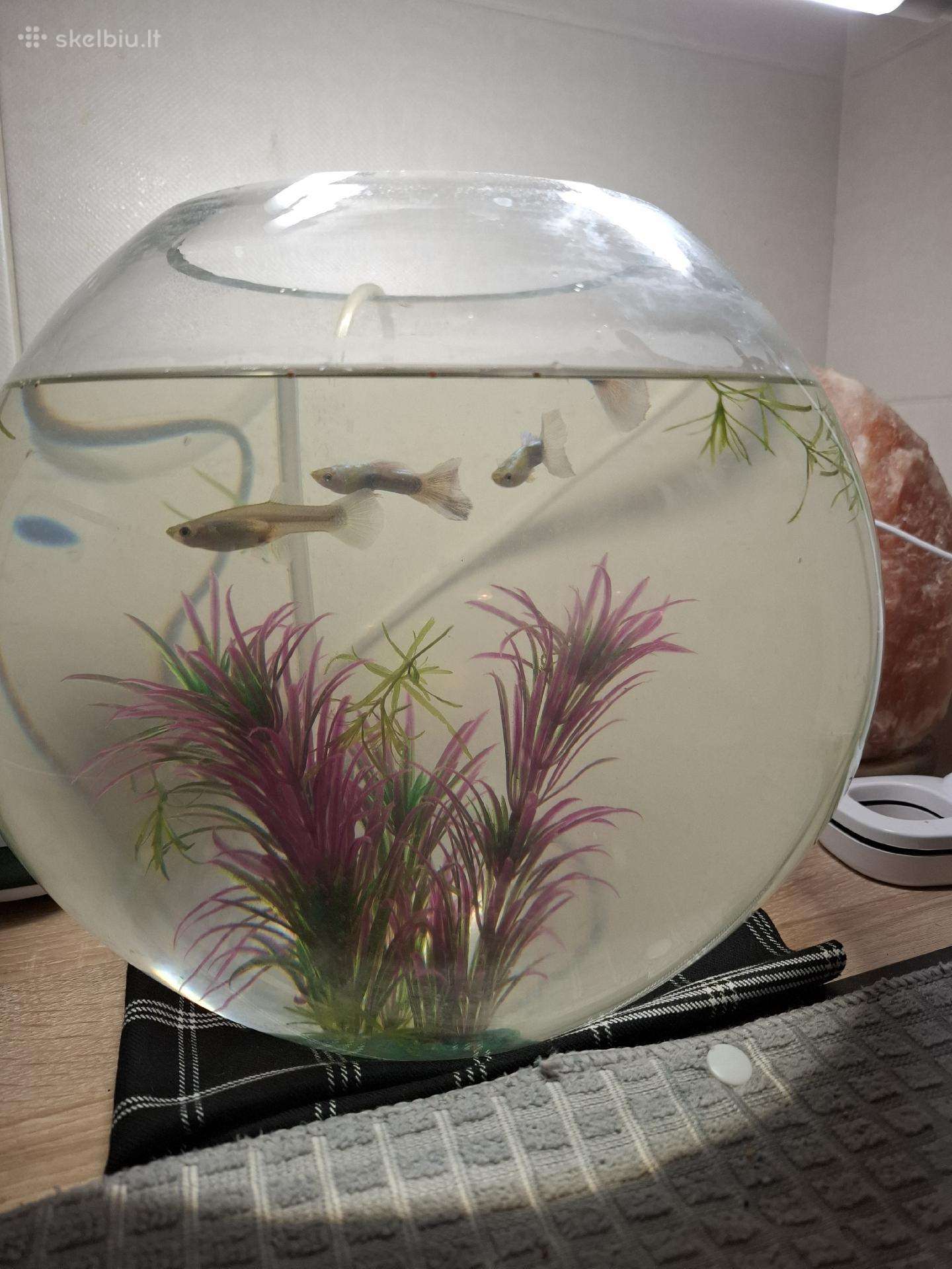 Akvariumas Kolba 12l su zuvytem ir burbuliatorium