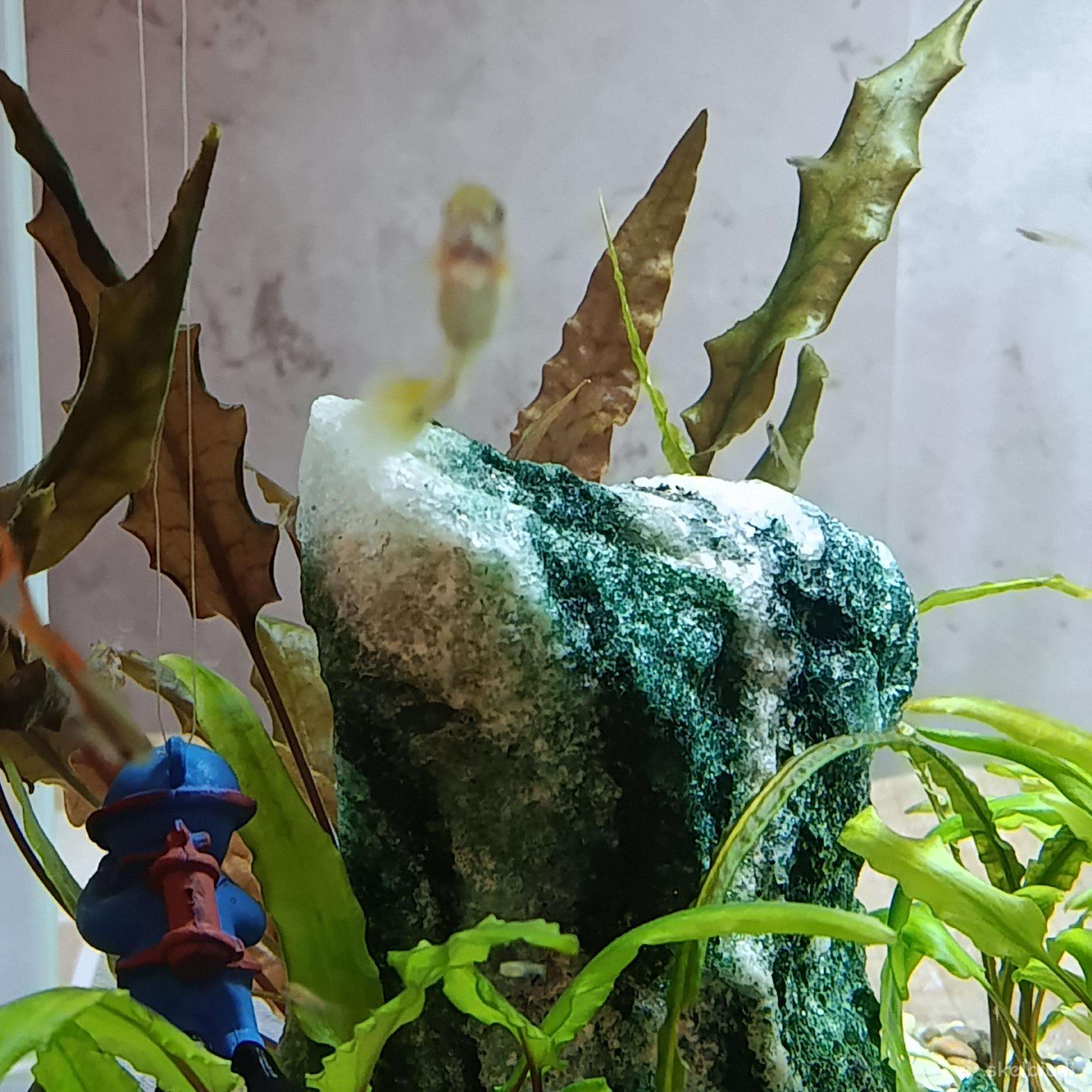 Akvariumas