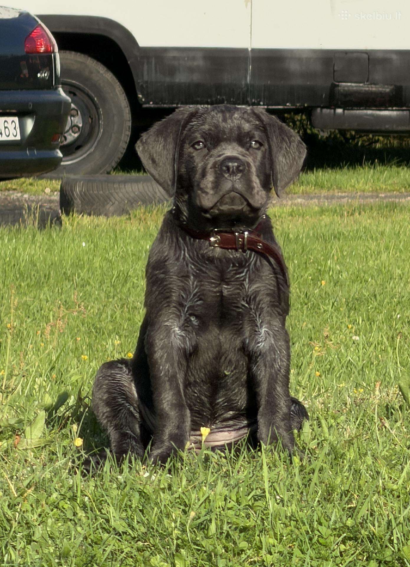 Ieško naujų namų nuostabi Cane Corso kalytė