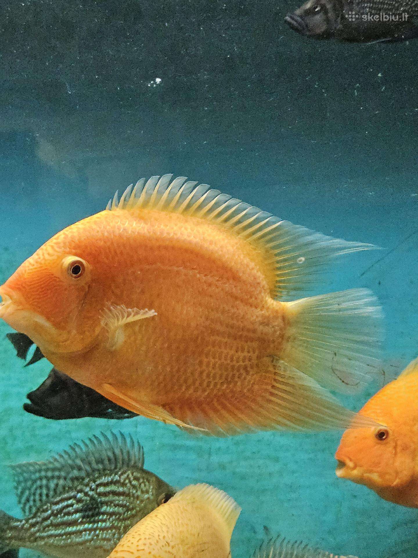 Severum