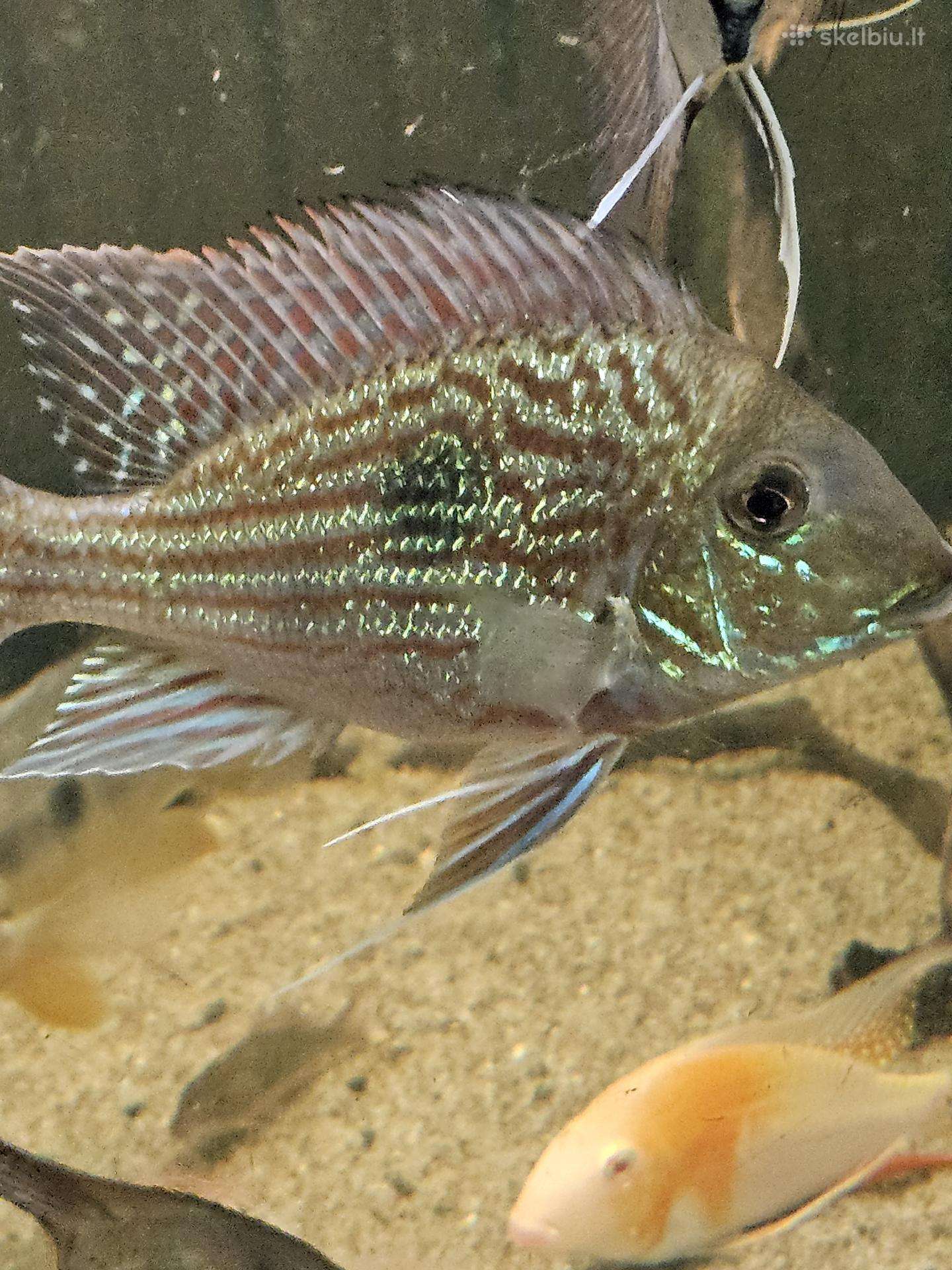 Geofagus sveni