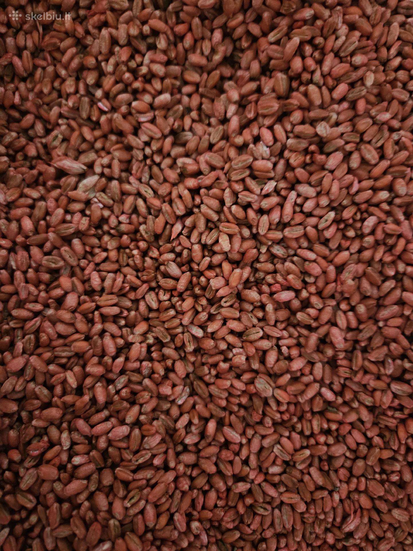 Parduodu beicuotus kviečius