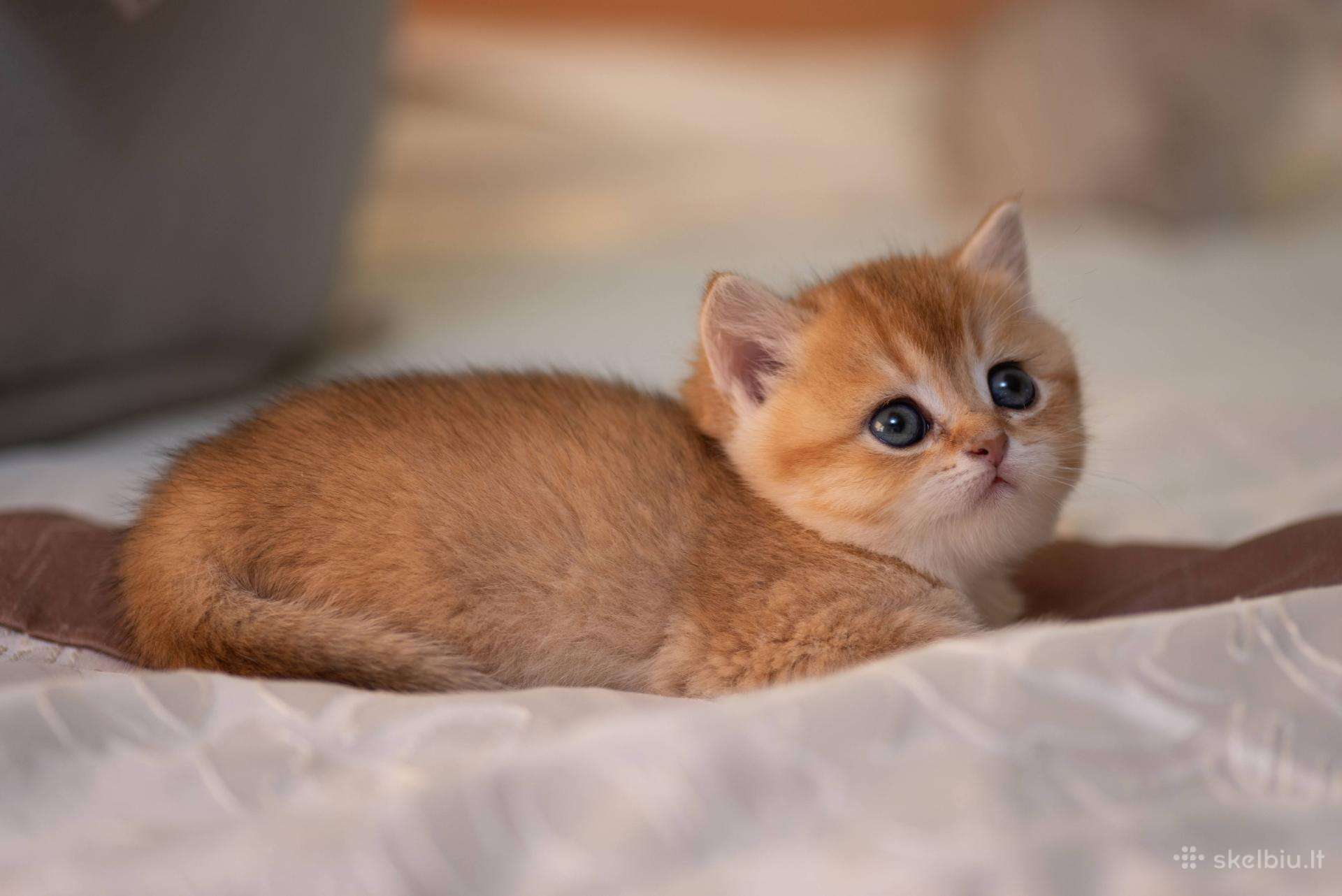 Katinukas