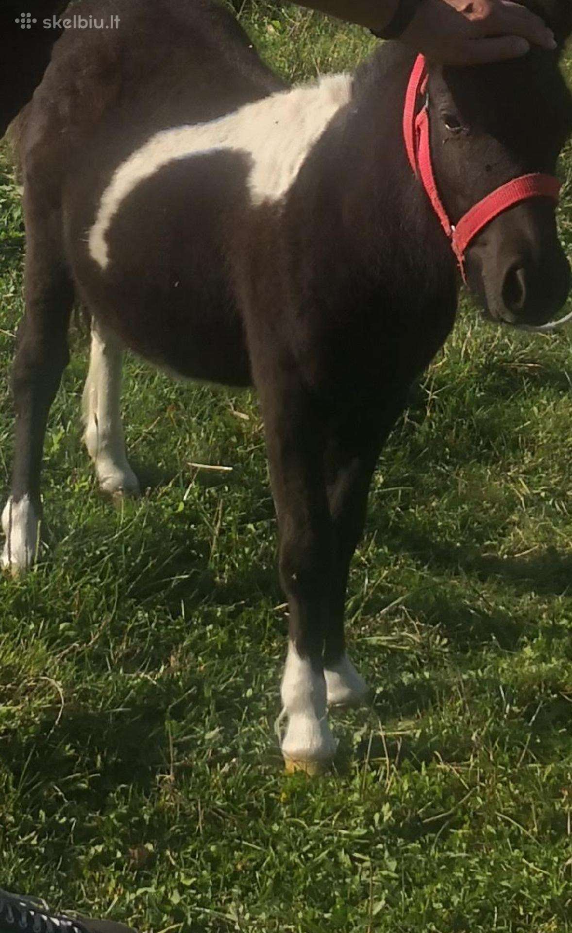 Parduodame 4metu poni