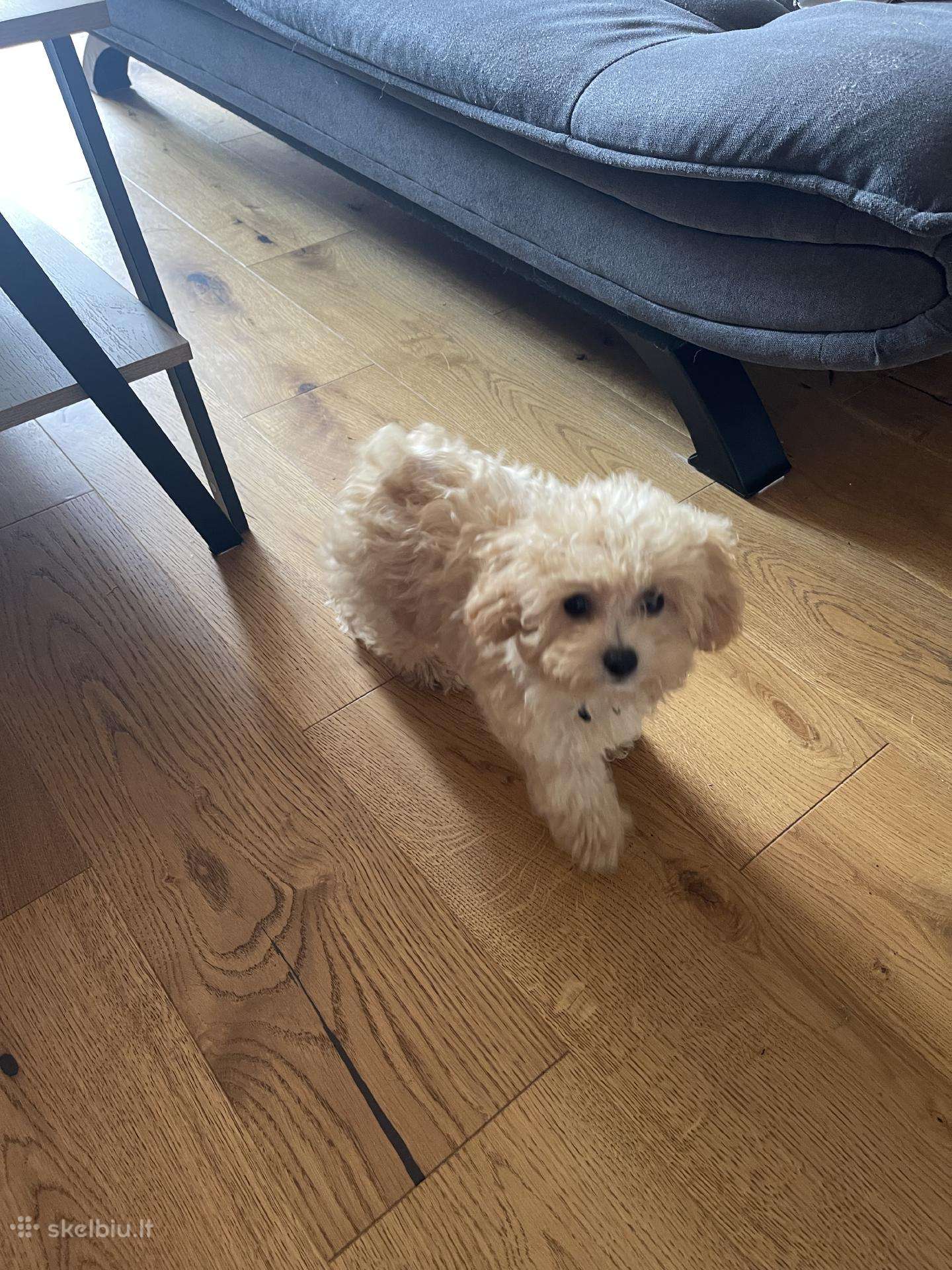 Maltipoo šuniukas