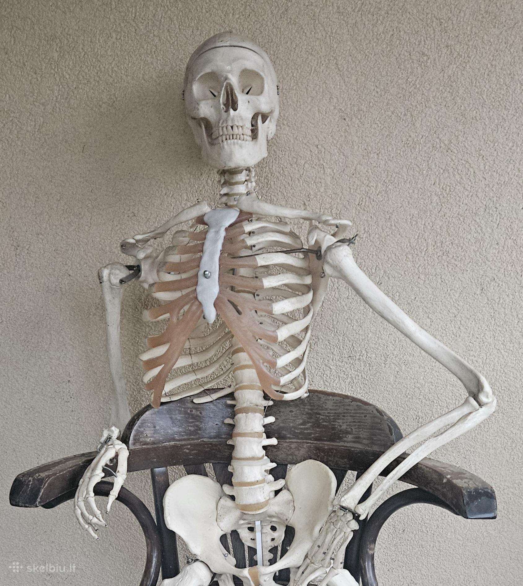 Medicininiai griauciai skeletas naturalus dydis