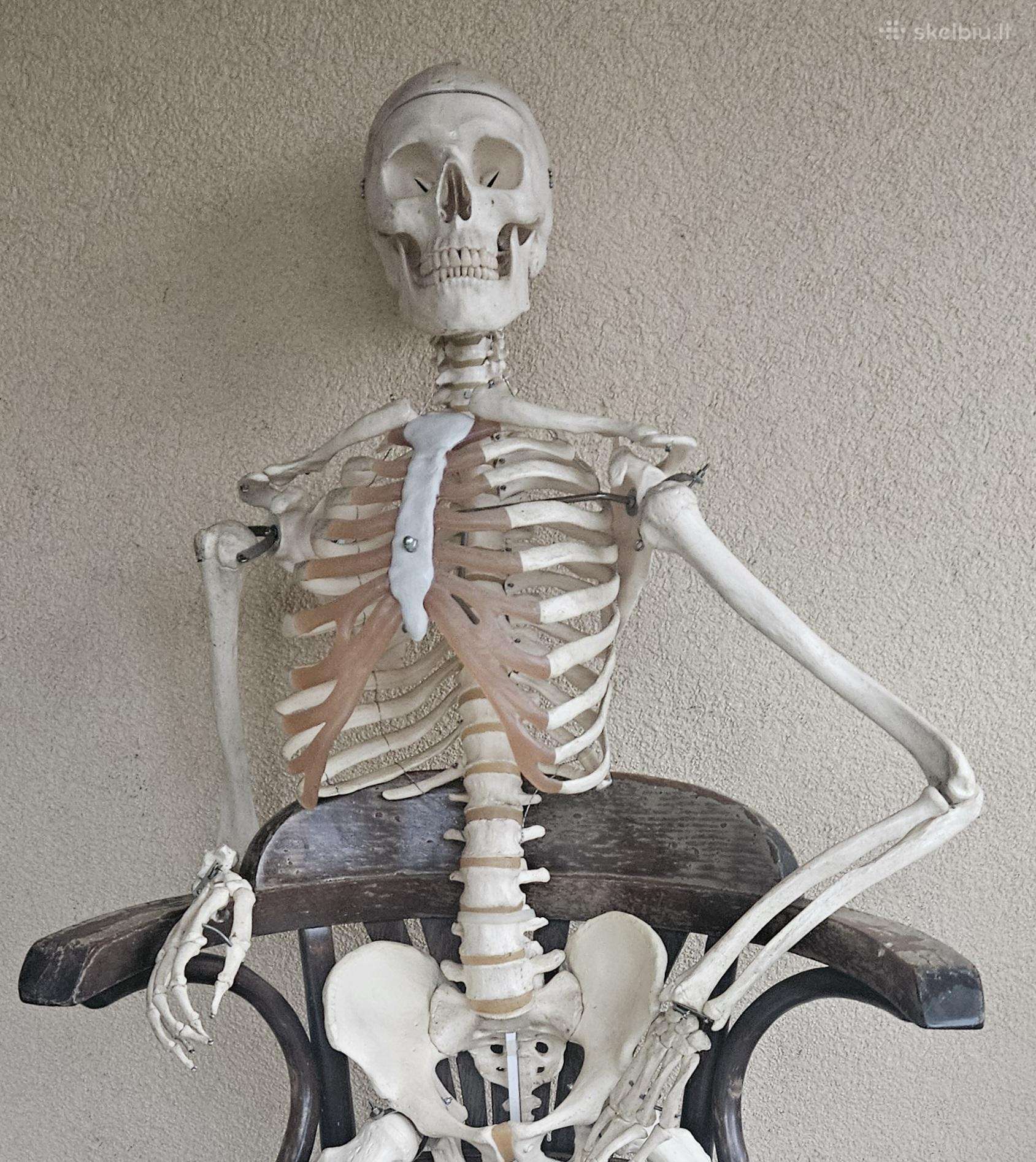 Naturalaus dydzio medicininis sleletas griauciai