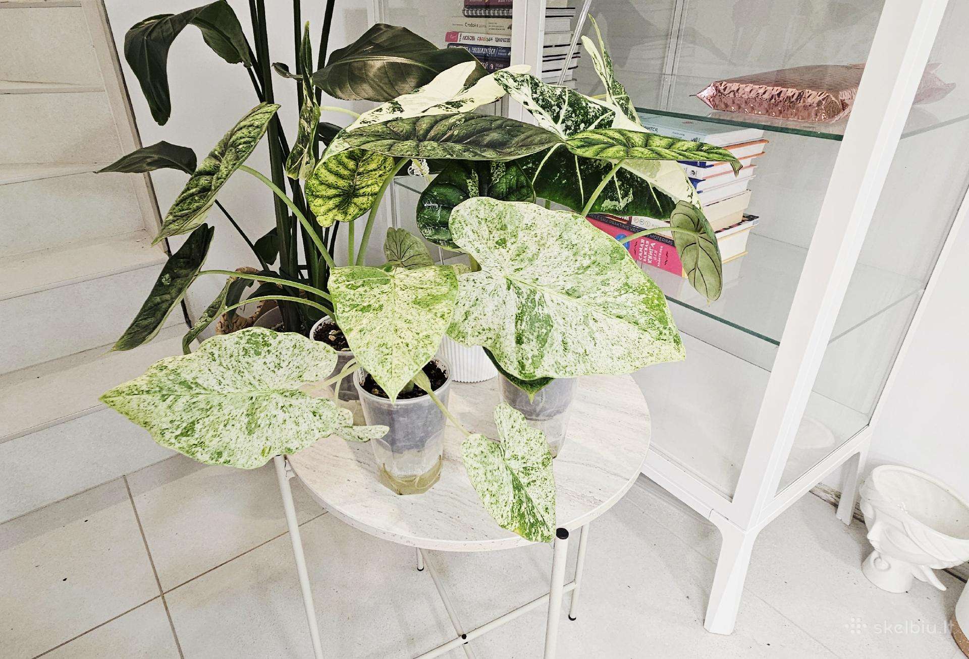 Alocasia Frydek, Batik, Dragon Scale Mint