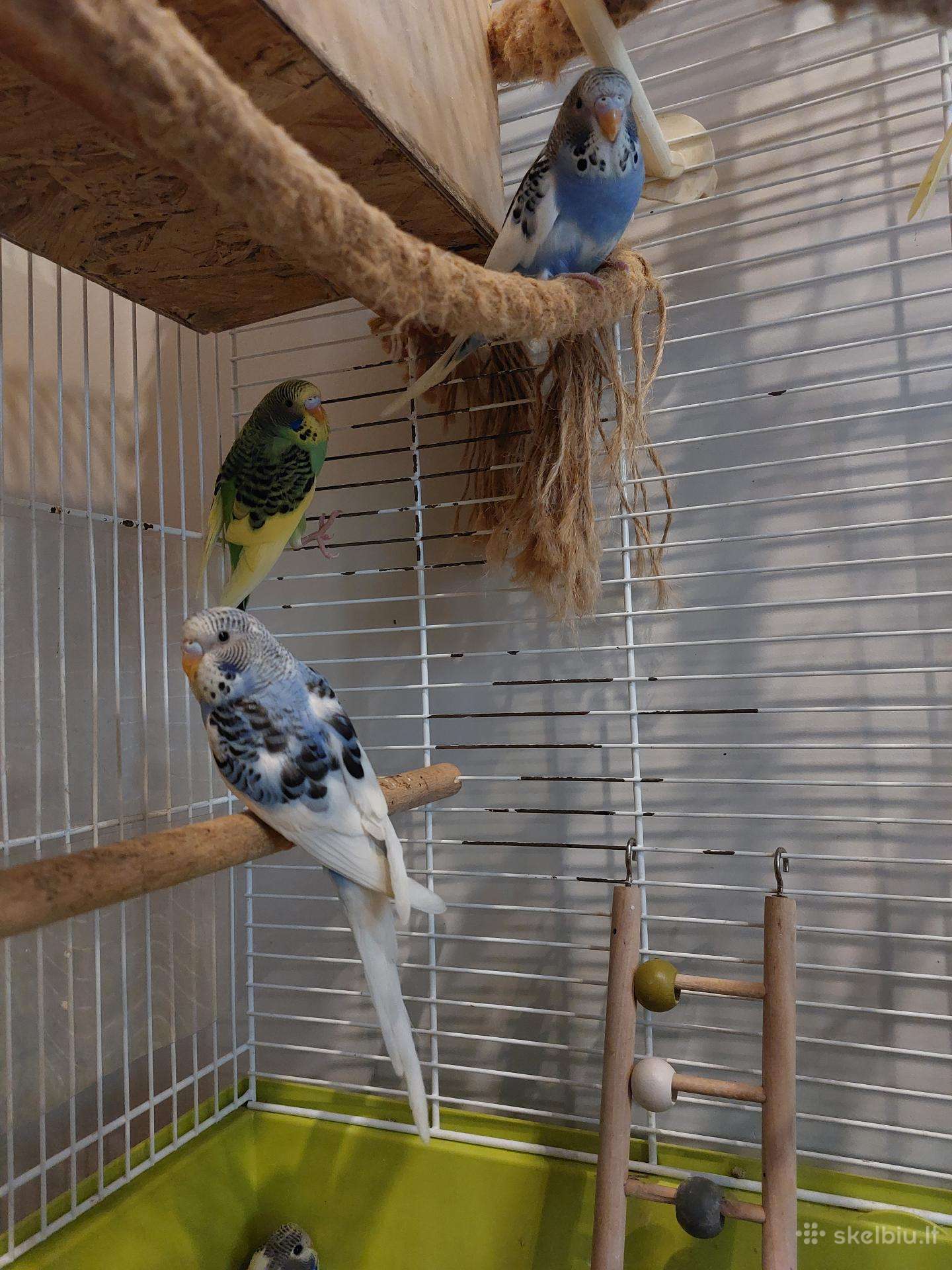 Banguotos papūgėlės