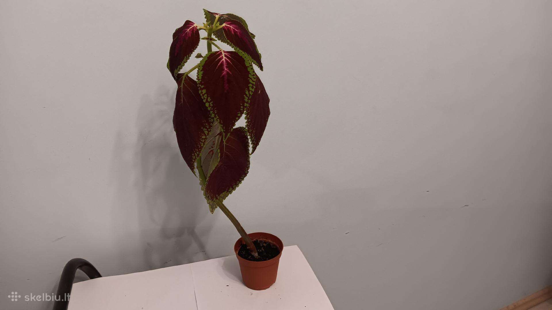 Margenis su bordo spalvos lapais, 39 cm
