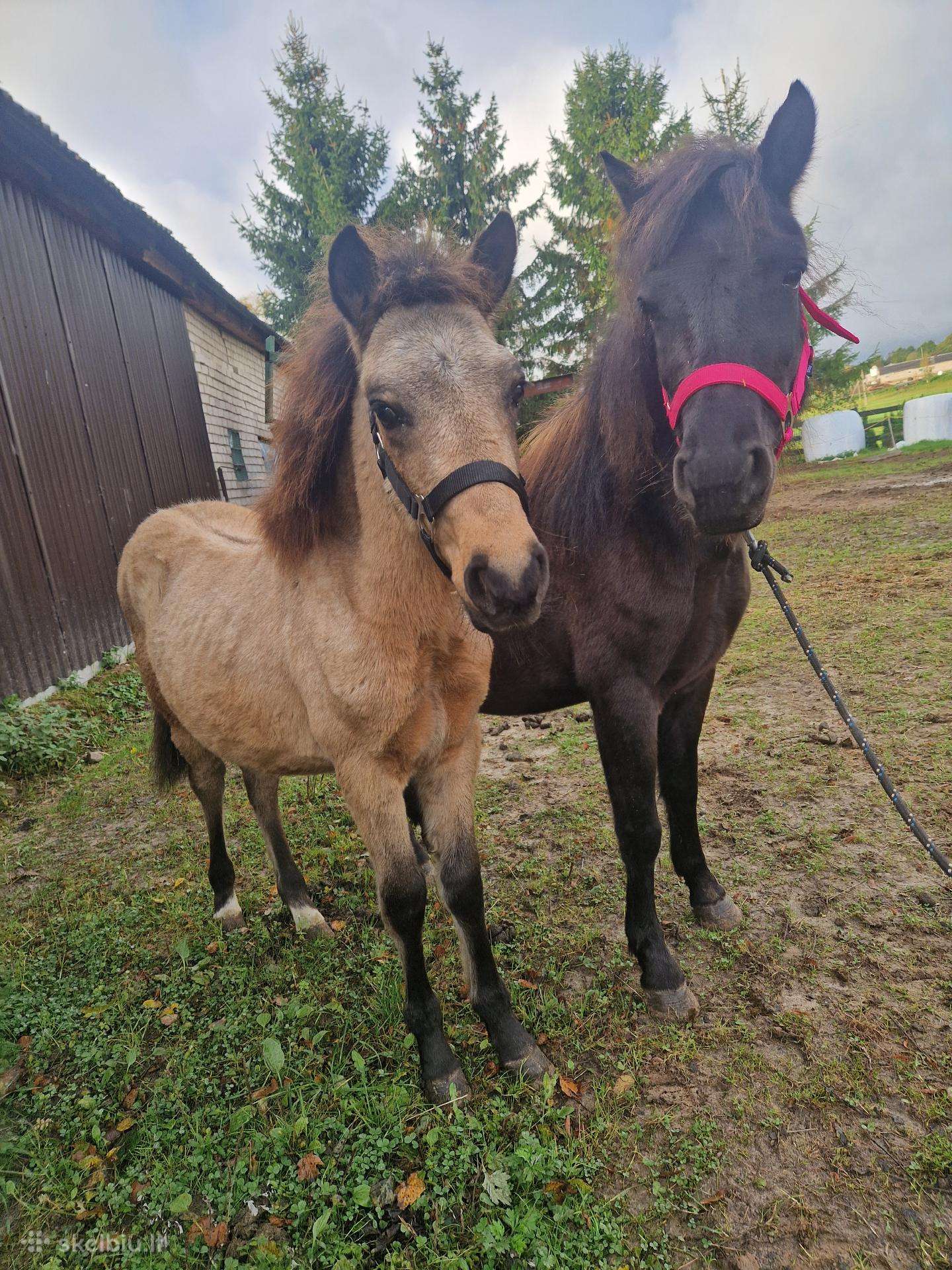 Pony klasės arkliukai