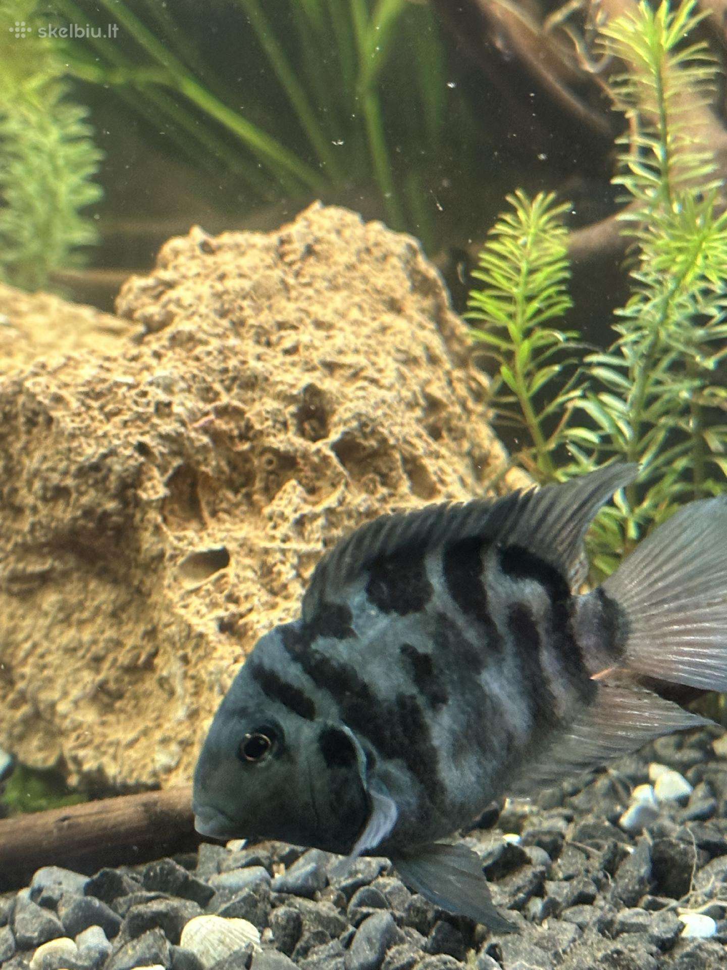 Akvariumo žuvis