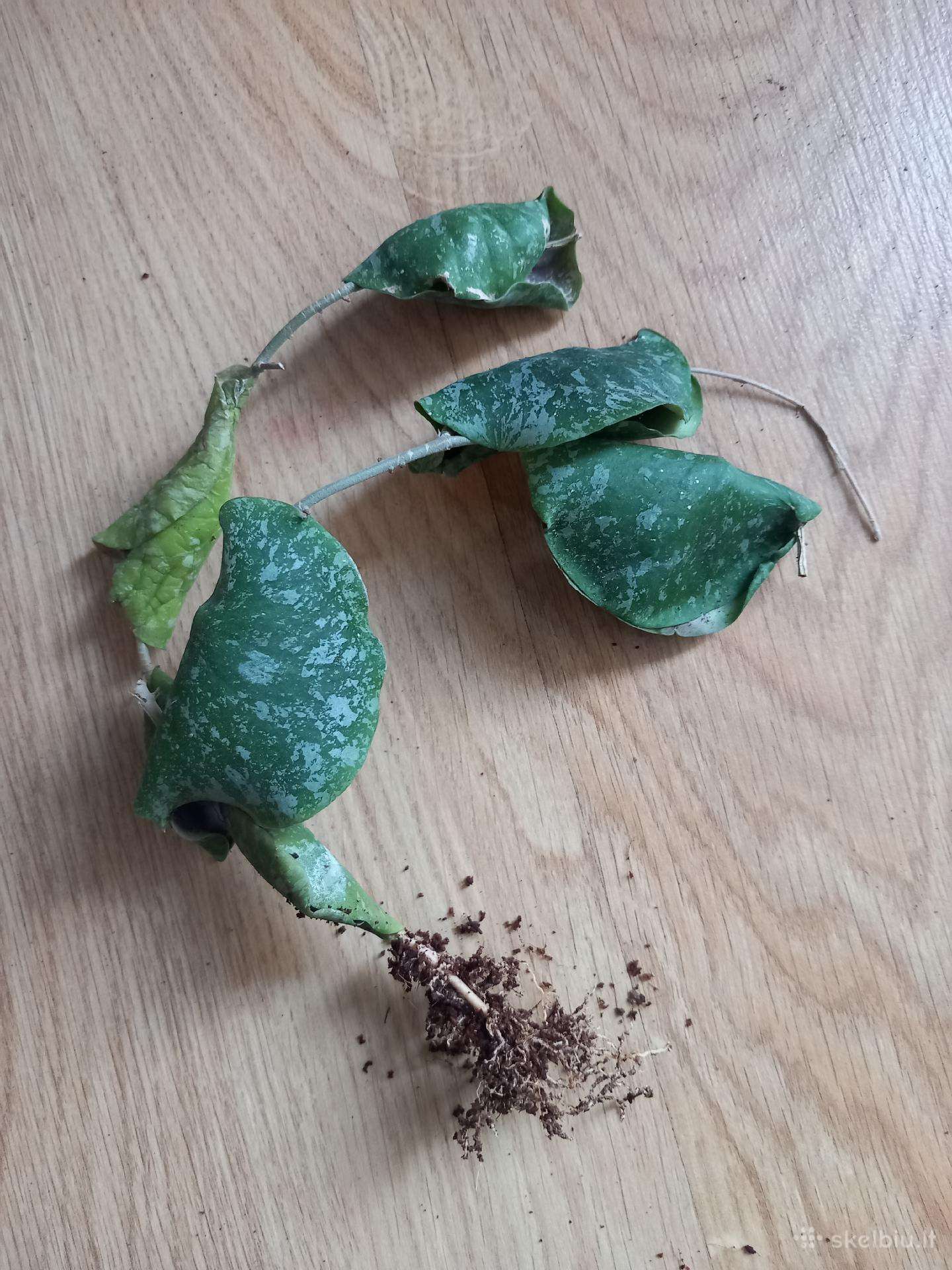 Hoya imbricata