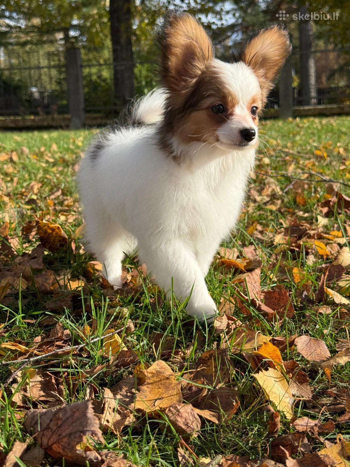 Papillon
