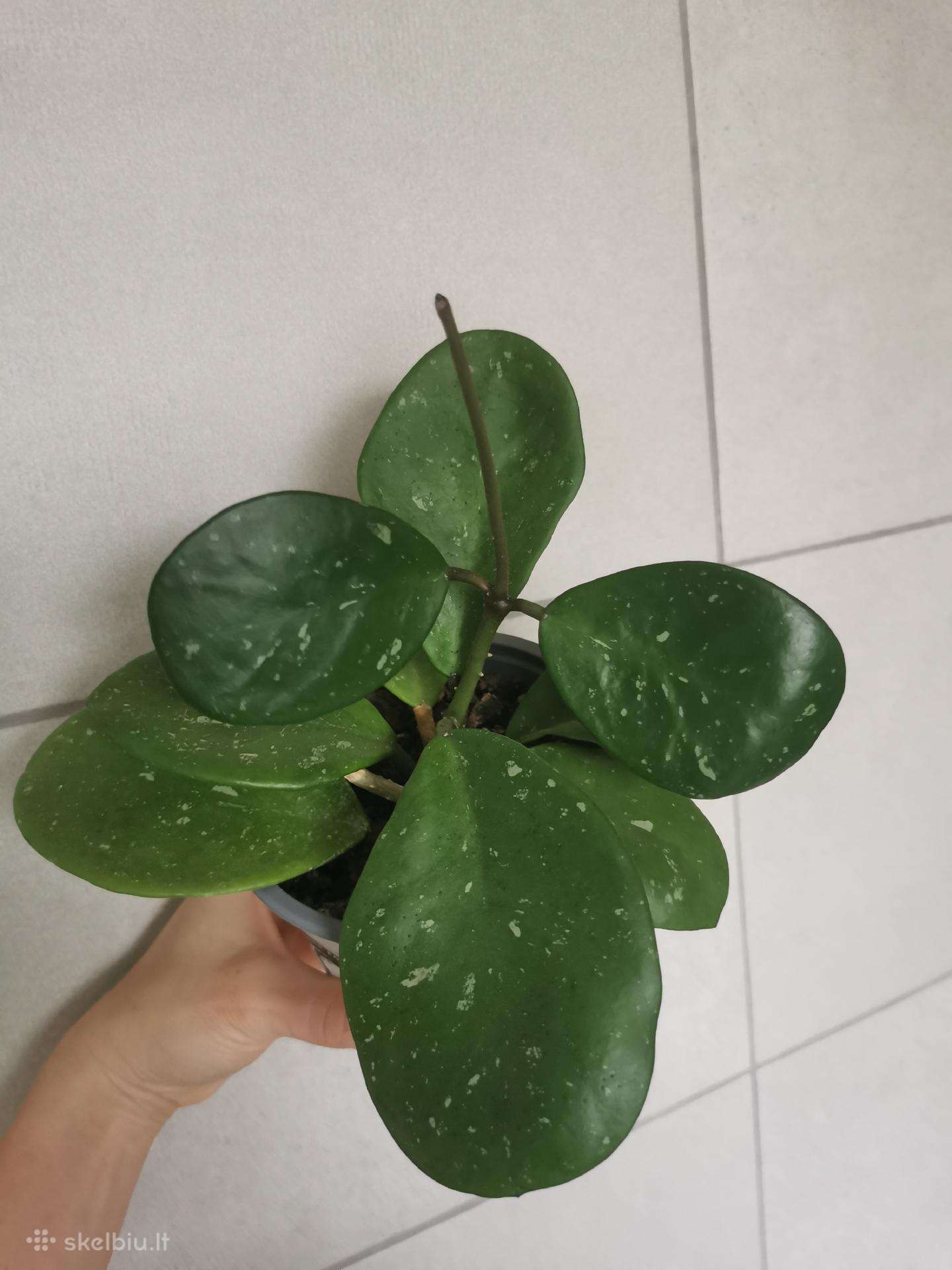 Hoya Obovata