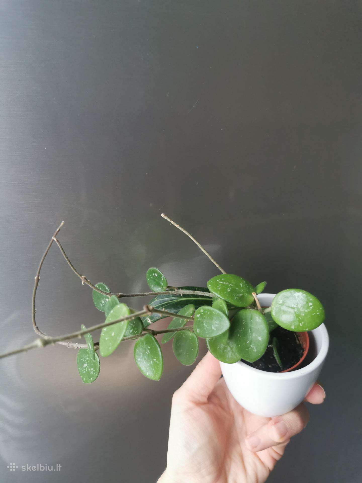 Hoya Mathilde