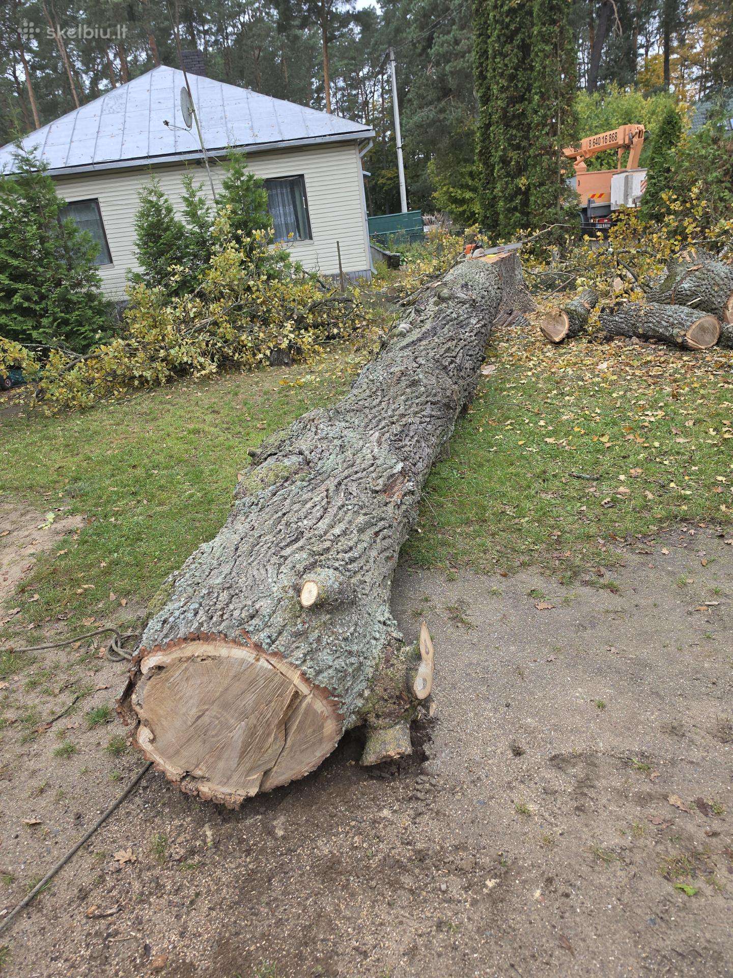 Ązuolo rastas