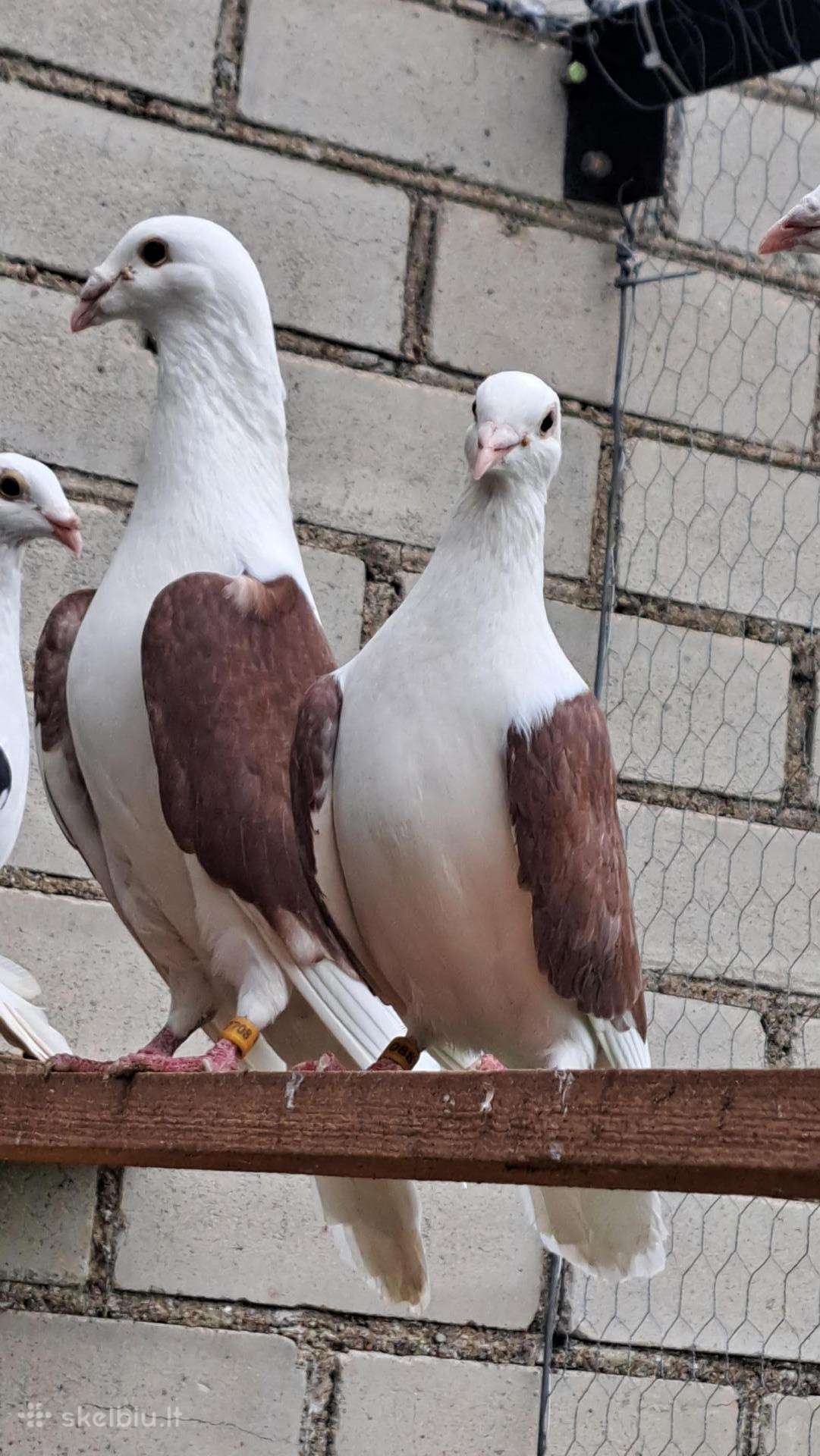 Parduodu