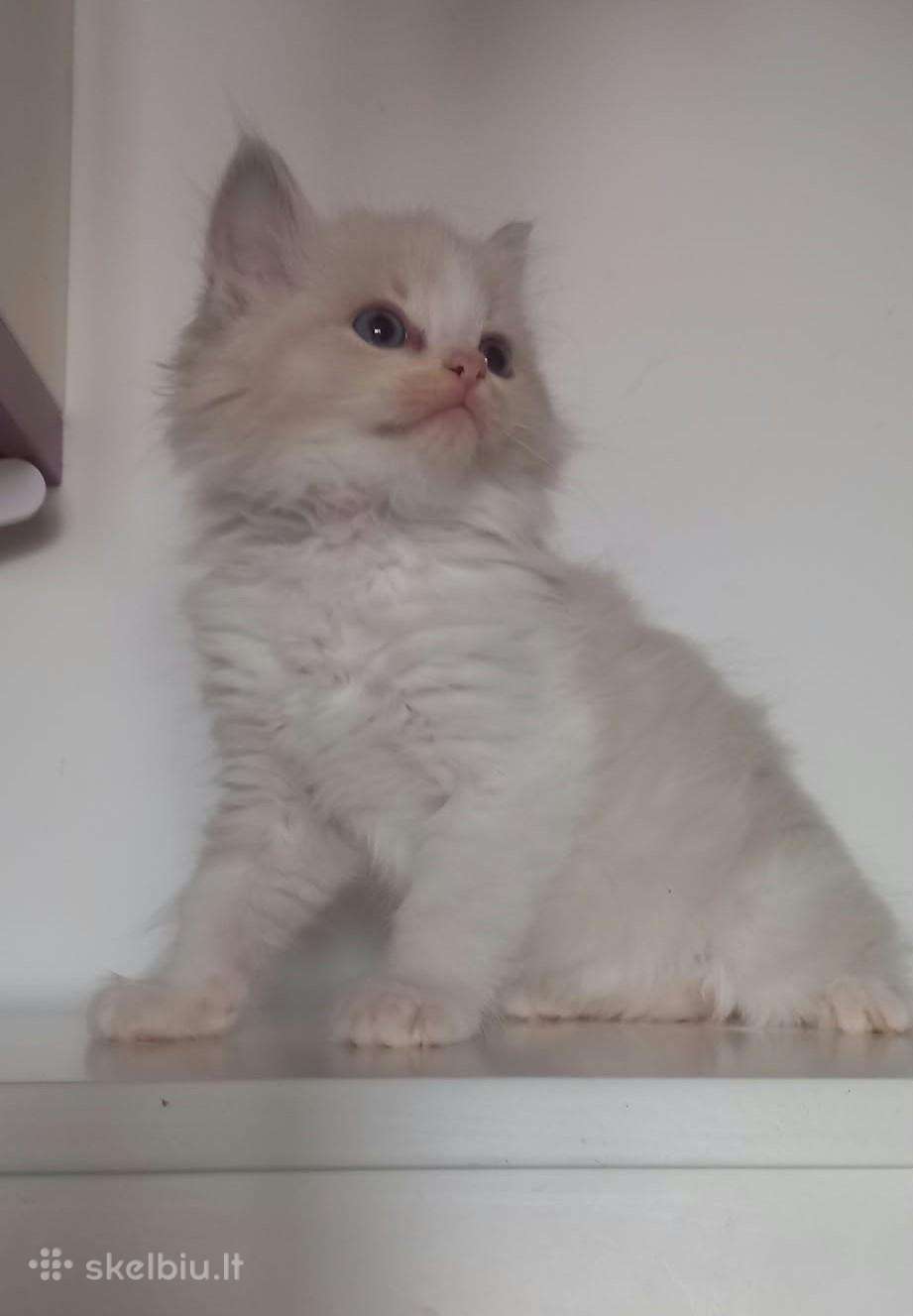 Beautiful Ragdoll kittens with pedigrees