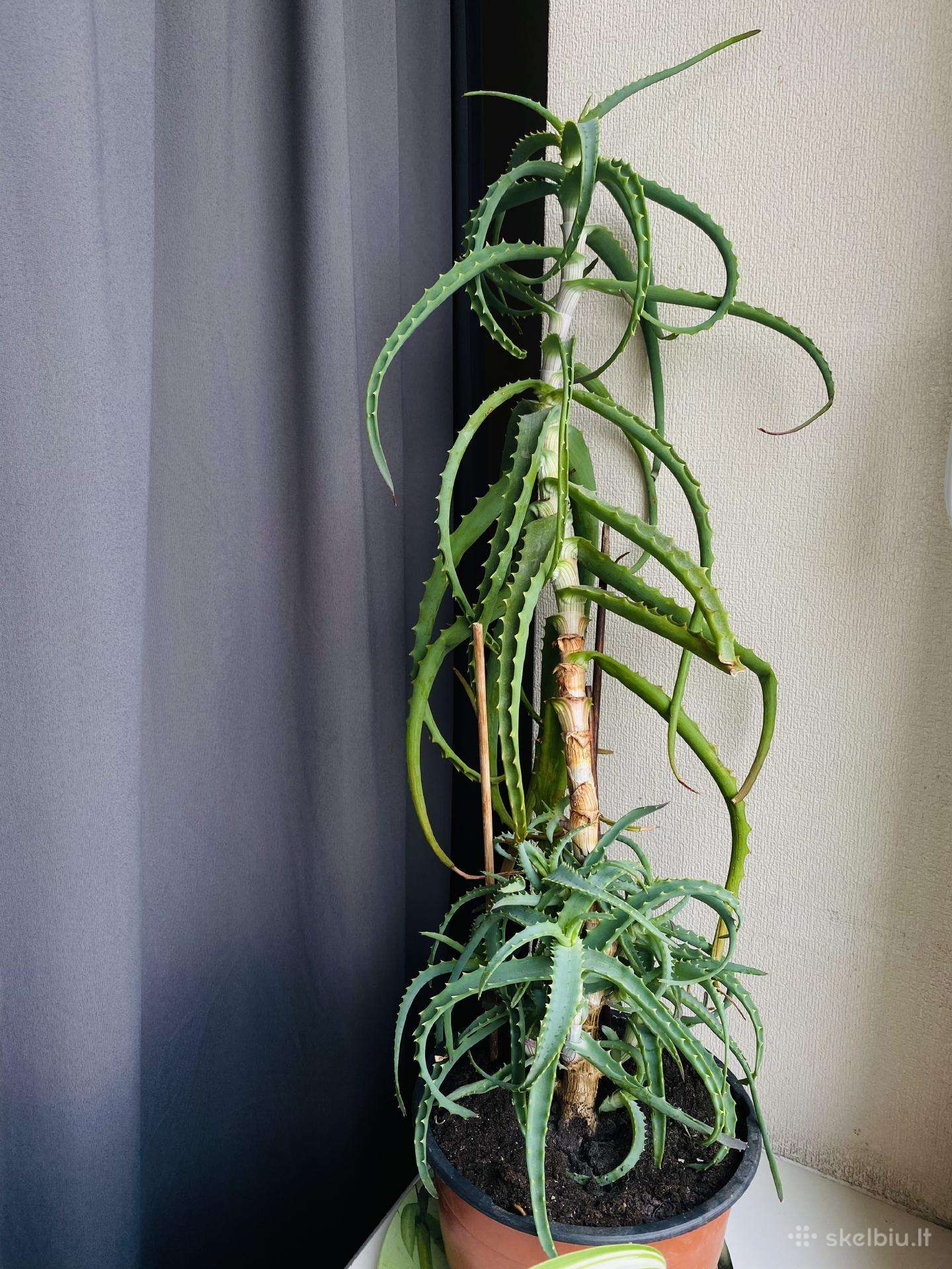 Parduodamas didelis Alijošius