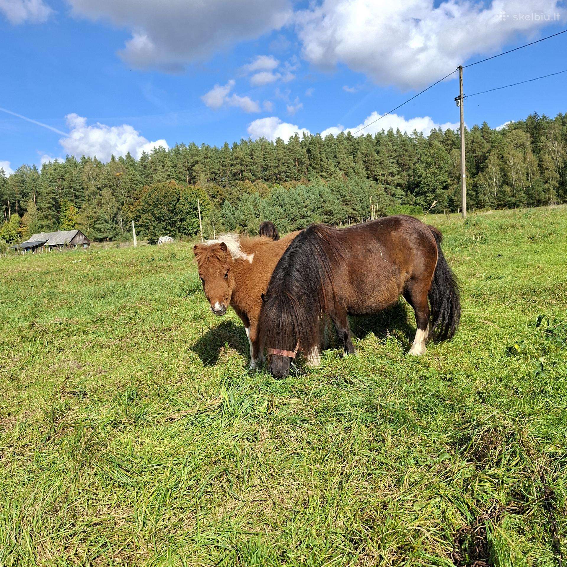 Poni kumelaitės