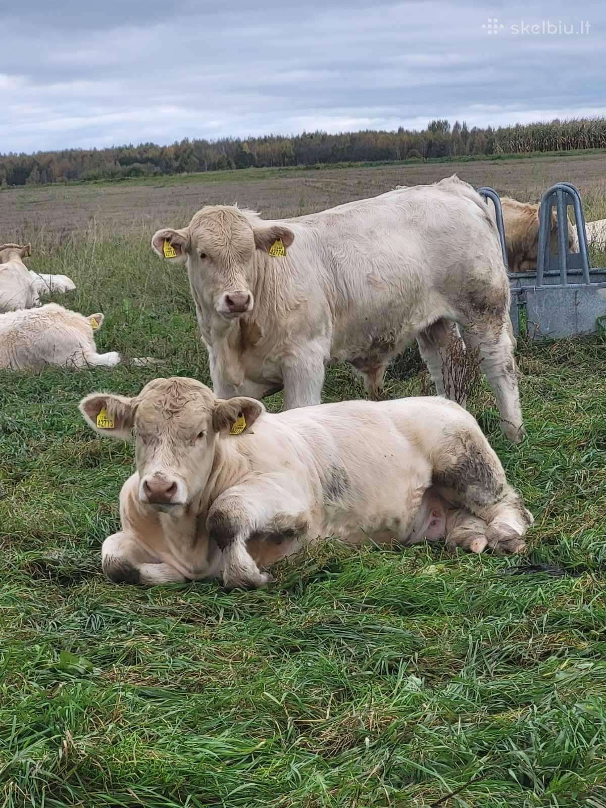 Šarolė buliukai, telyčaitės