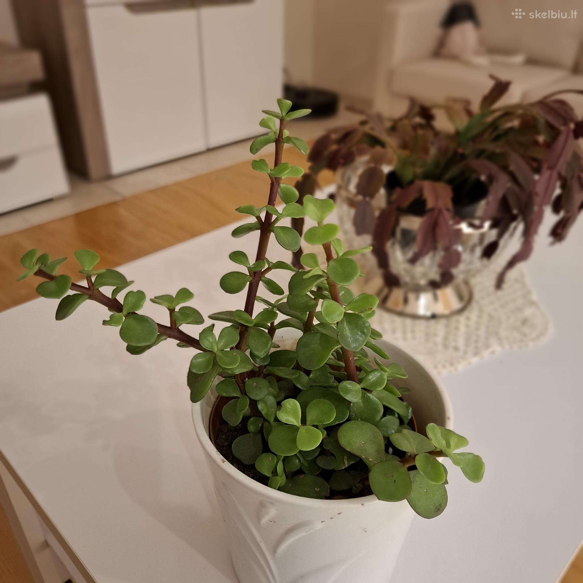 Portulapija (sukulentas)-afrikos nykštukinis medi