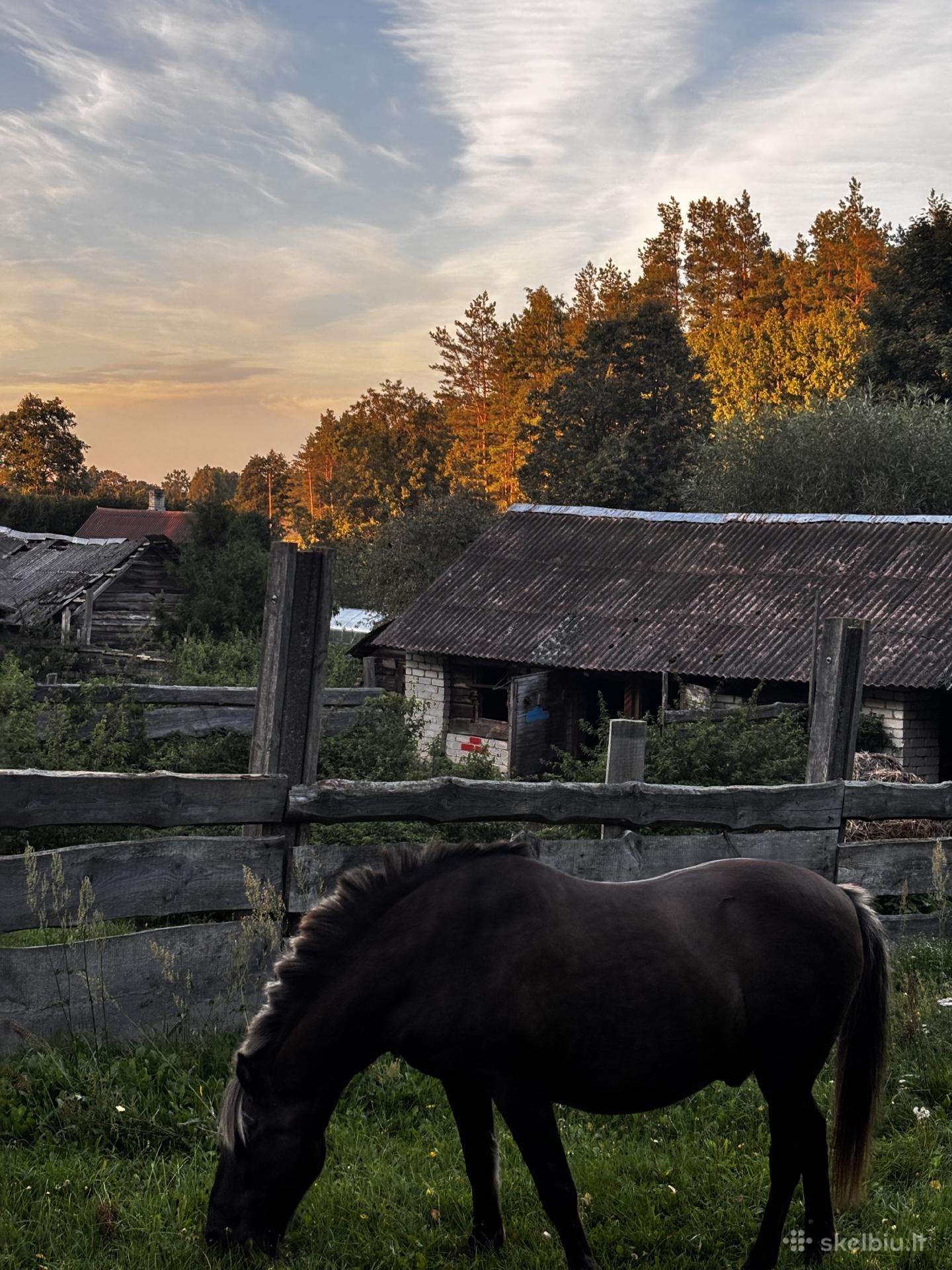Parduodamas žiemaitukas