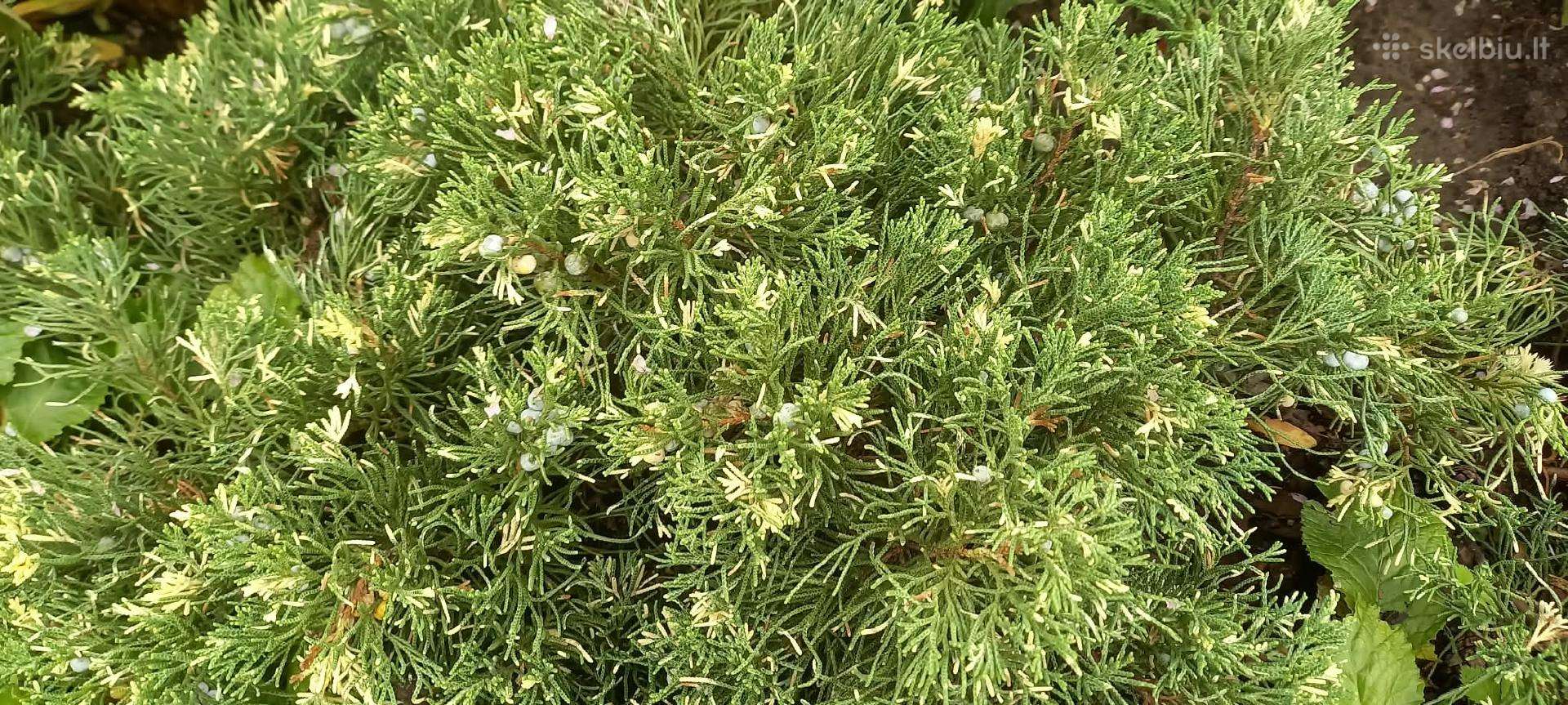 Šliaužiantis kadagys Andora Variegata